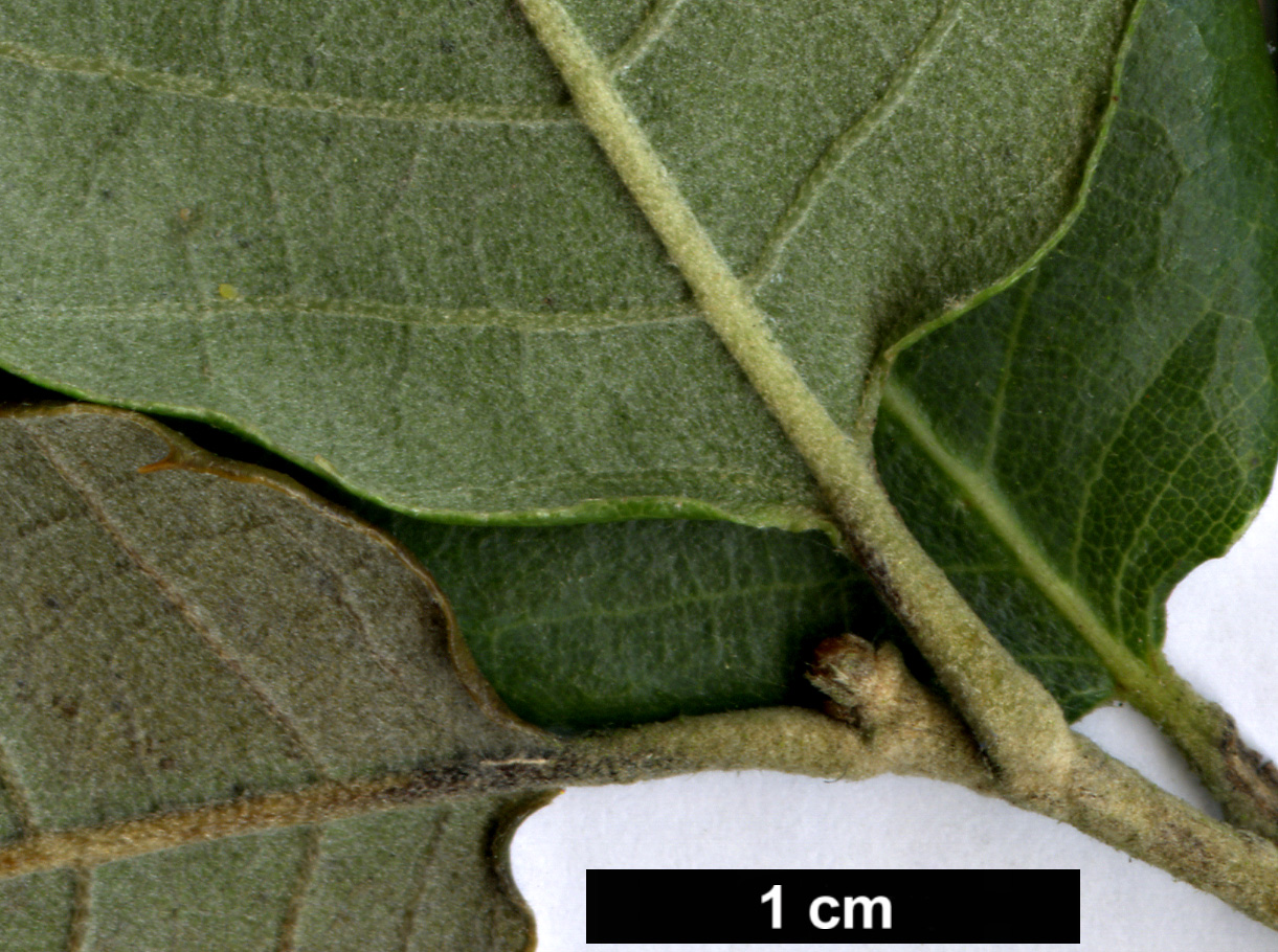 High resolution image: Family: Fagaceae - Genus: Quercus - Taxon: suber