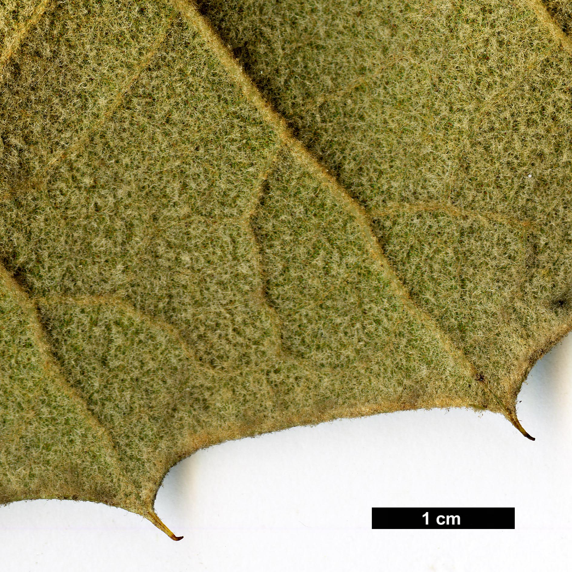 High resolution image: Family: Fagaceae - Genus: Quercus - Taxon: urbanii