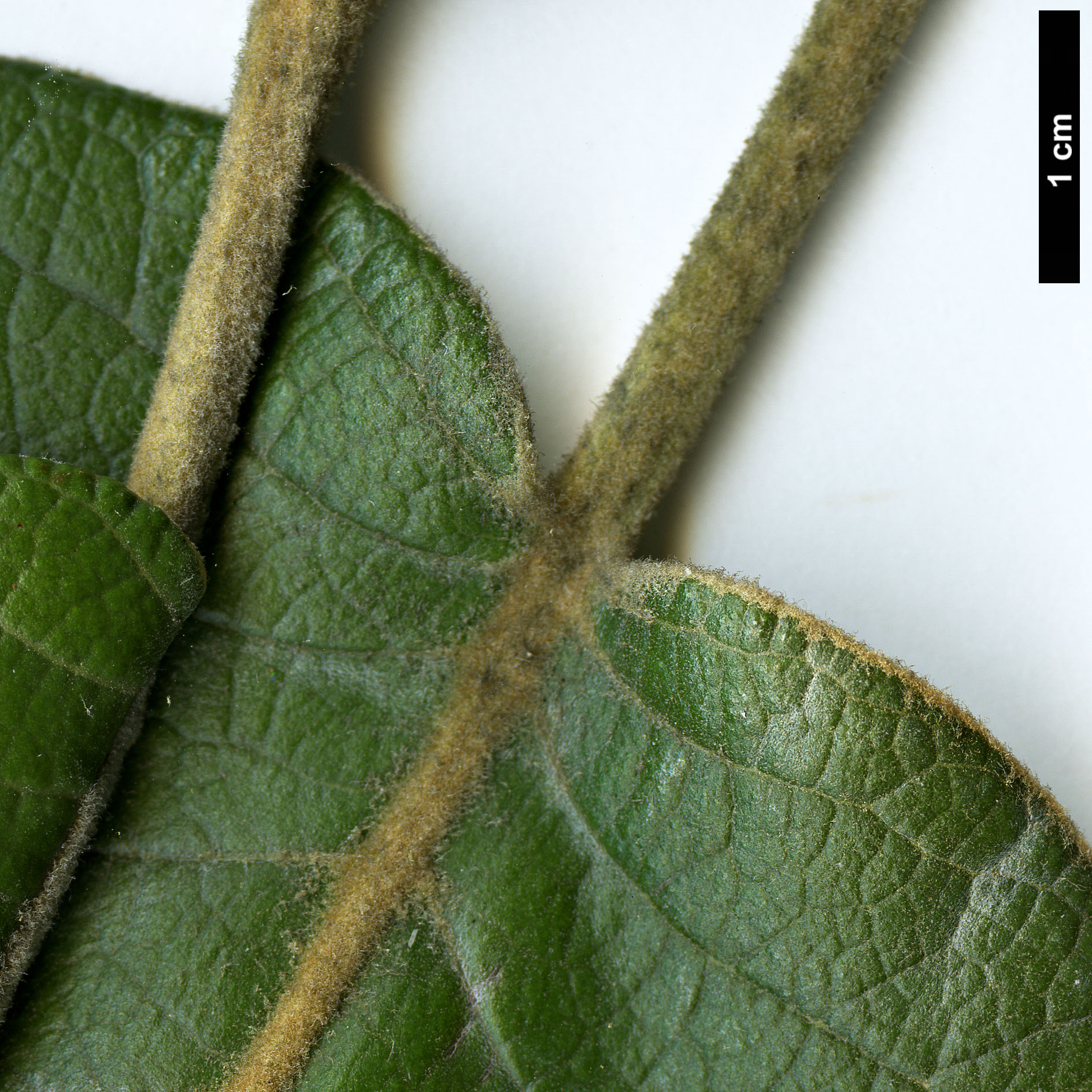 High resolution image: Family: Fagaceae - Genus: Quercus - Taxon: urbanii