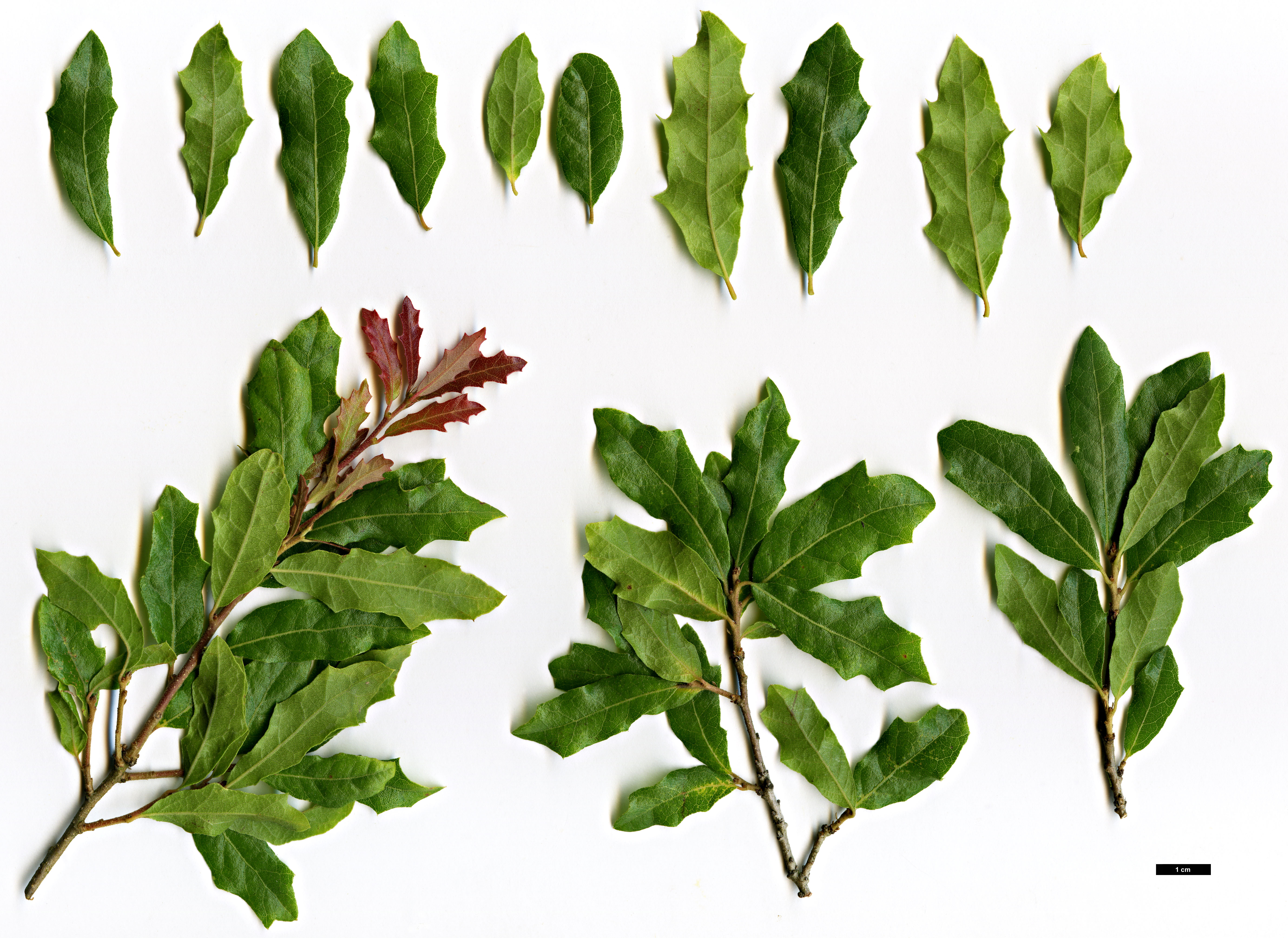 High resolution image: Family: Fagaceae - Genus: Quercus - Taxon: vaseyana