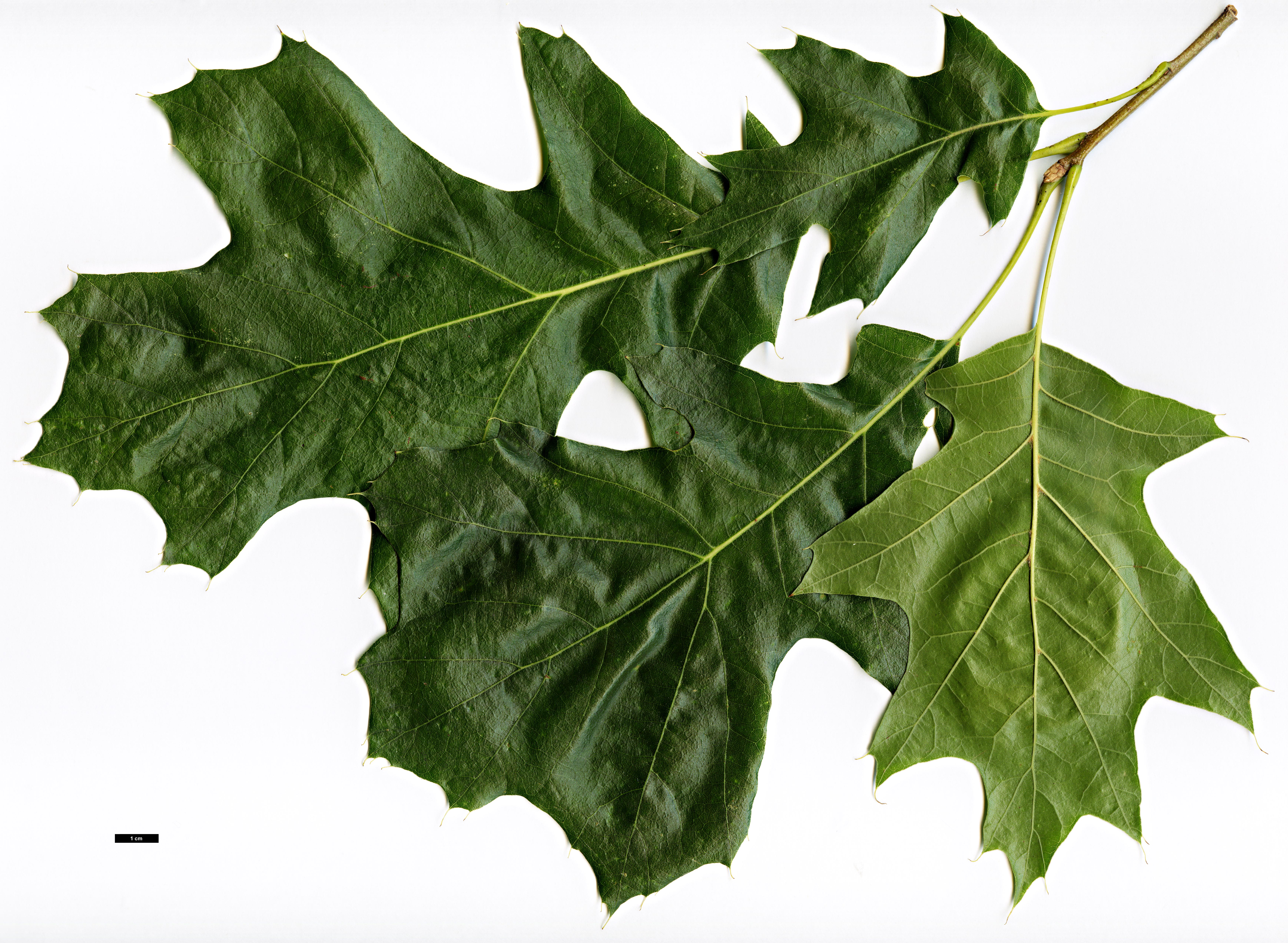 High resolution image: Family: Fagaceae - Genus: Quercus - Taxon: velutina - SpeciesSub: 'Albertsii'