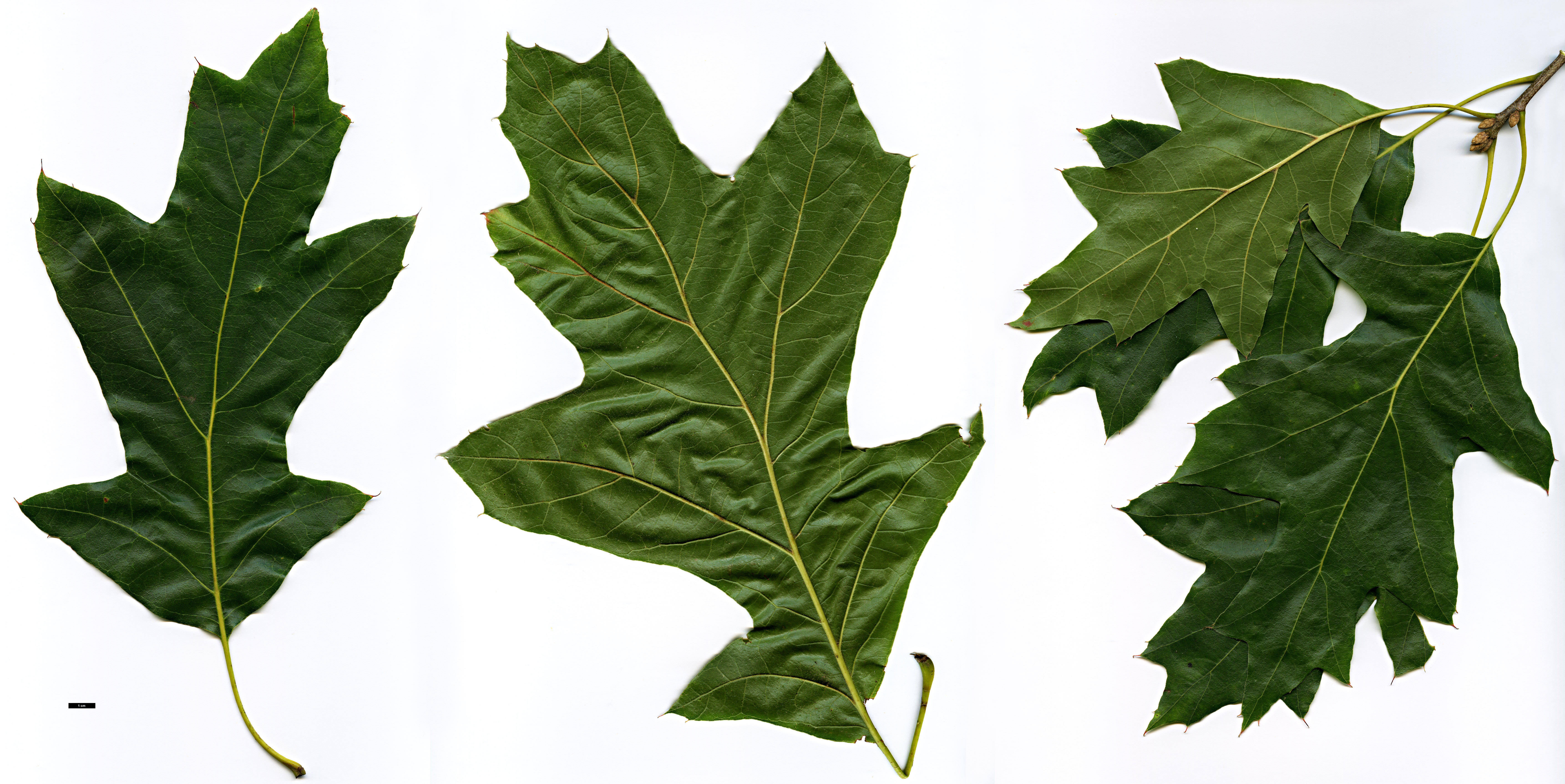 High resolution image: Family: Fagaceae - Genus: Quercus - Taxon: velutina - SpeciesSub: 'Rubrifolia'