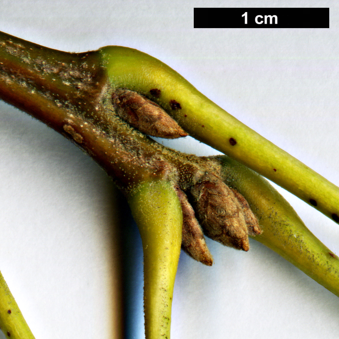 High resolution image: Family: Fagaceae - Genus: Quercus - Taxon: velutina