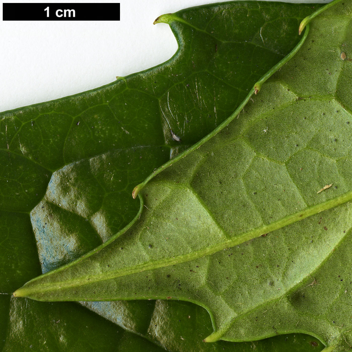 High resolution image: Family: Garryaceae - Genus: Aucuba - Taxon: chinensis