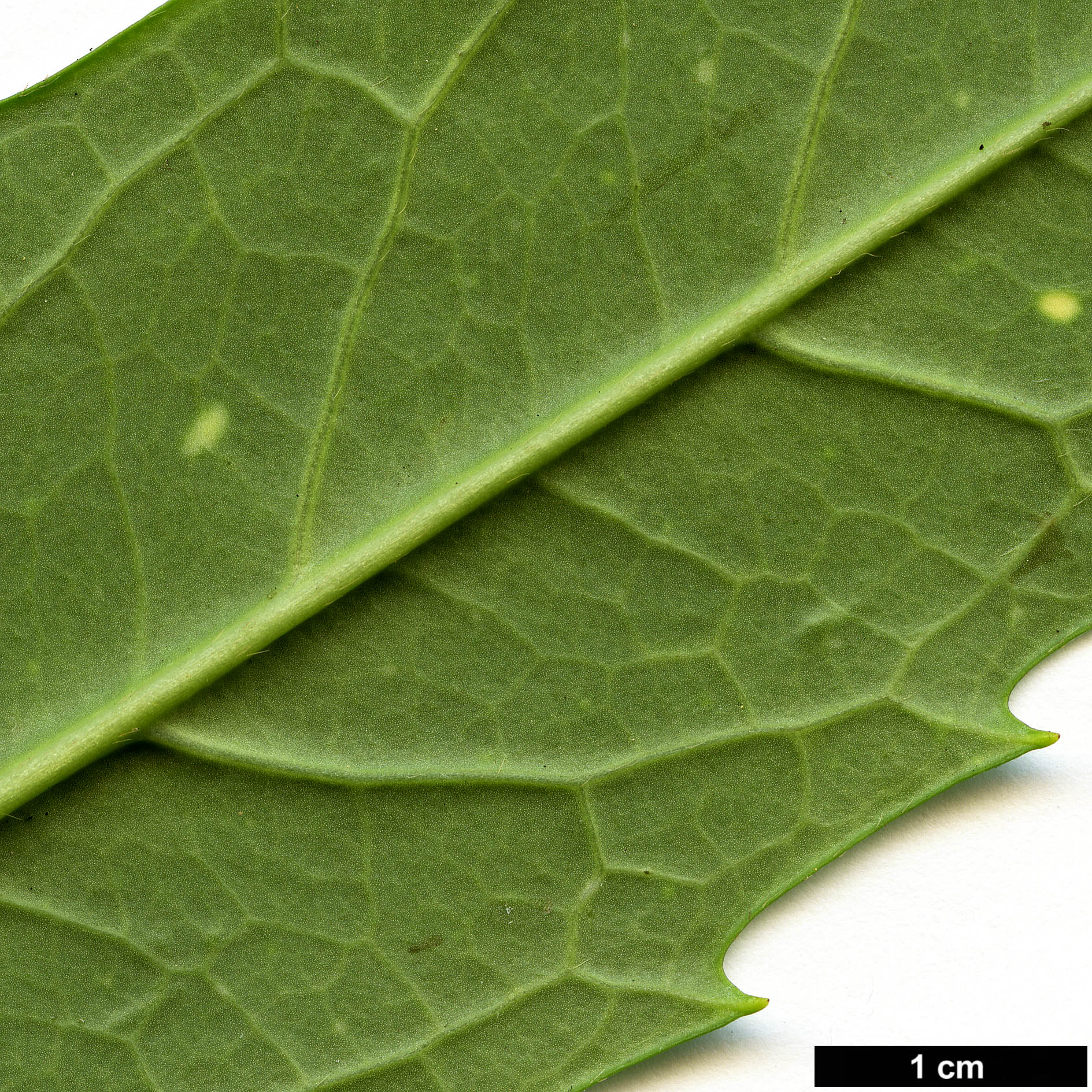 High resolution image: Family: Garryaceae - Genus: Aucuba - Taxon: himalaica