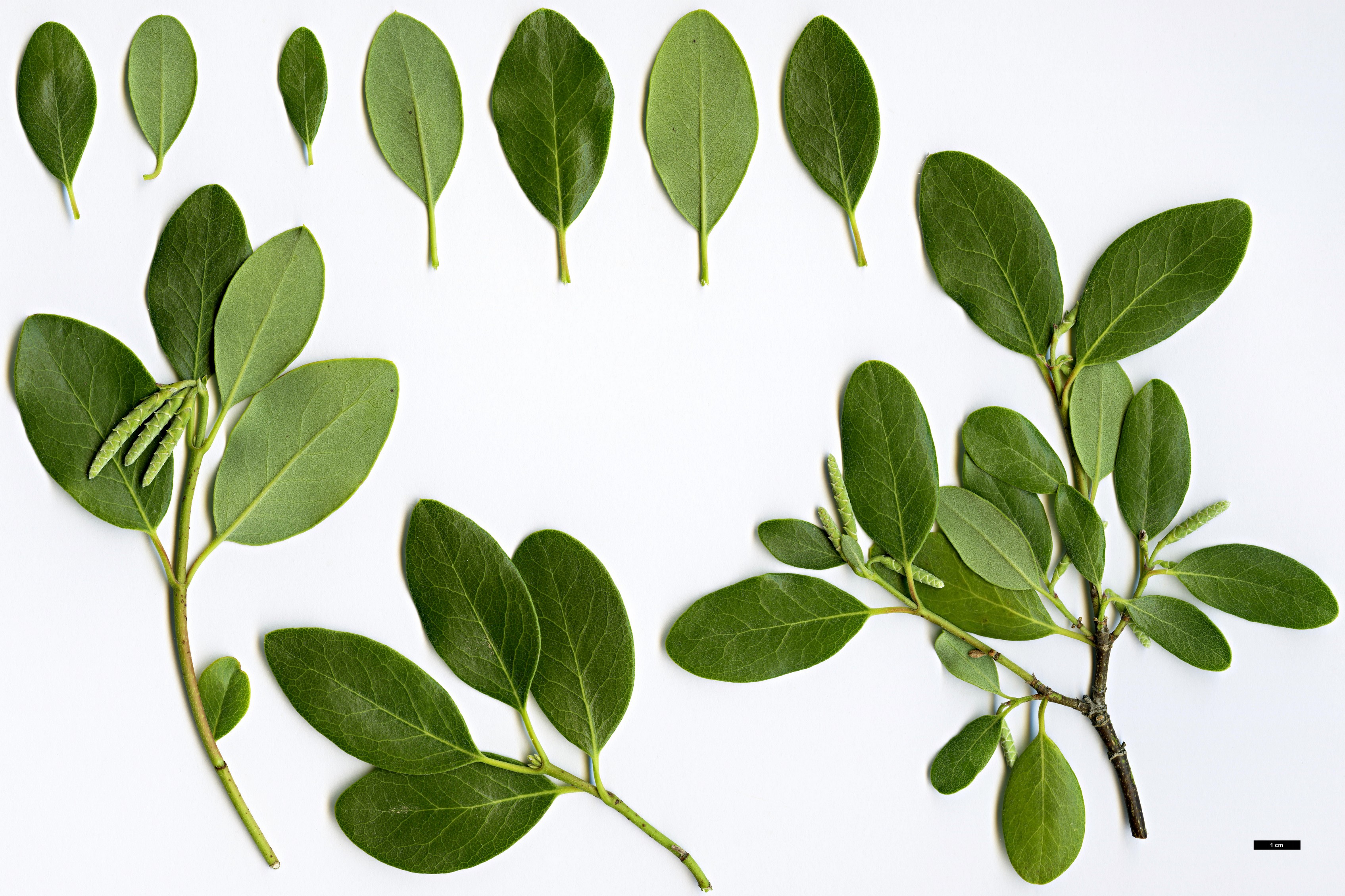 High resolution image: Family: Garryaceae - Genus: Garrya - Taxon: buxifolia
