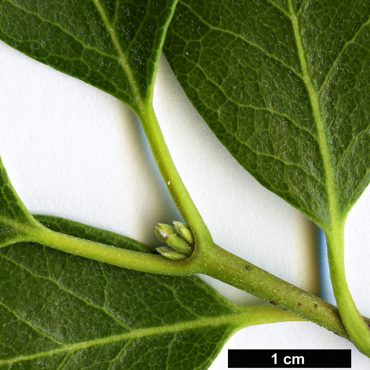High resolution image: Family: Garryaceae - Genus: Garrya - Taxon: buxifolia