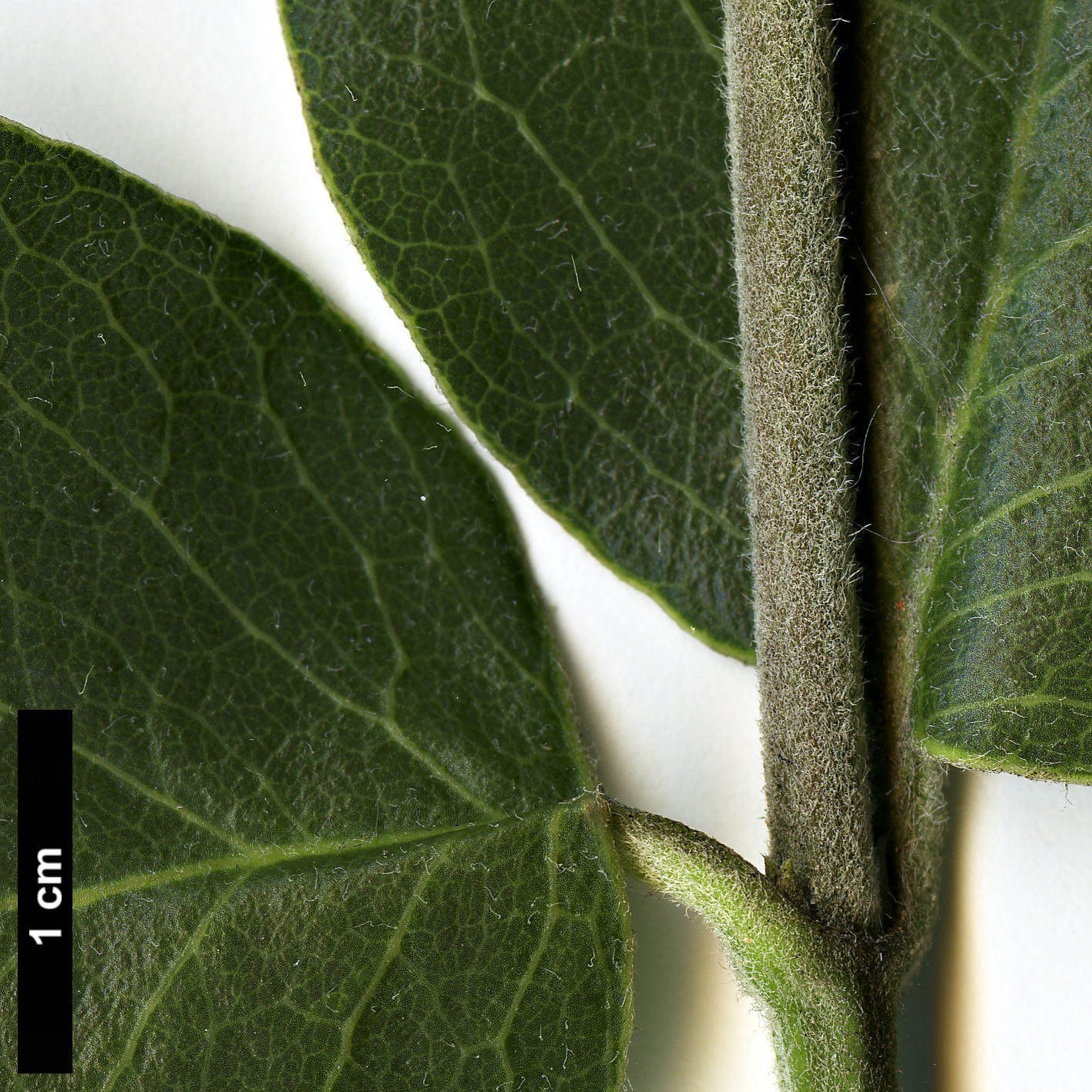 High resolution image: Family: Garryaceae - Genus: Garrya - Taxon: congdonii