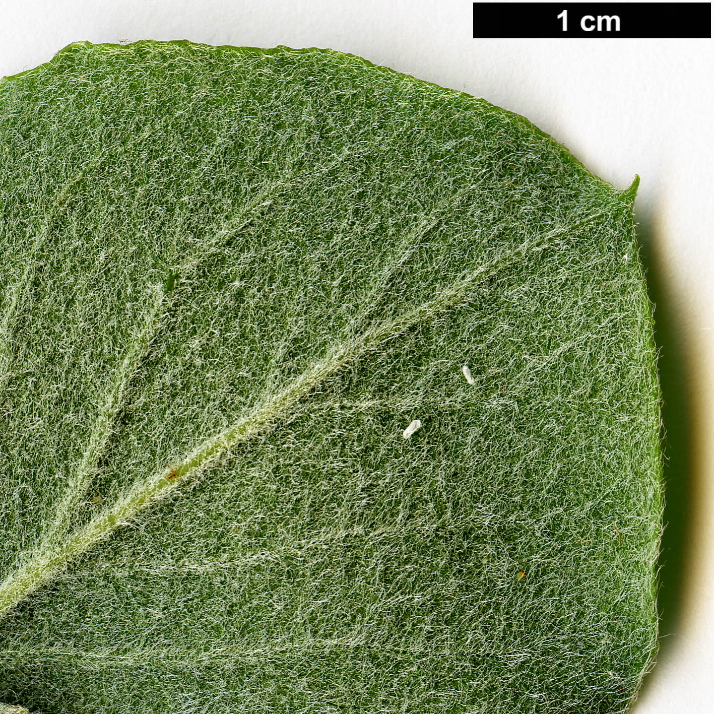 High resolution image: Family: Garryaceae - Genus: Garrya - Taxon: elliptica