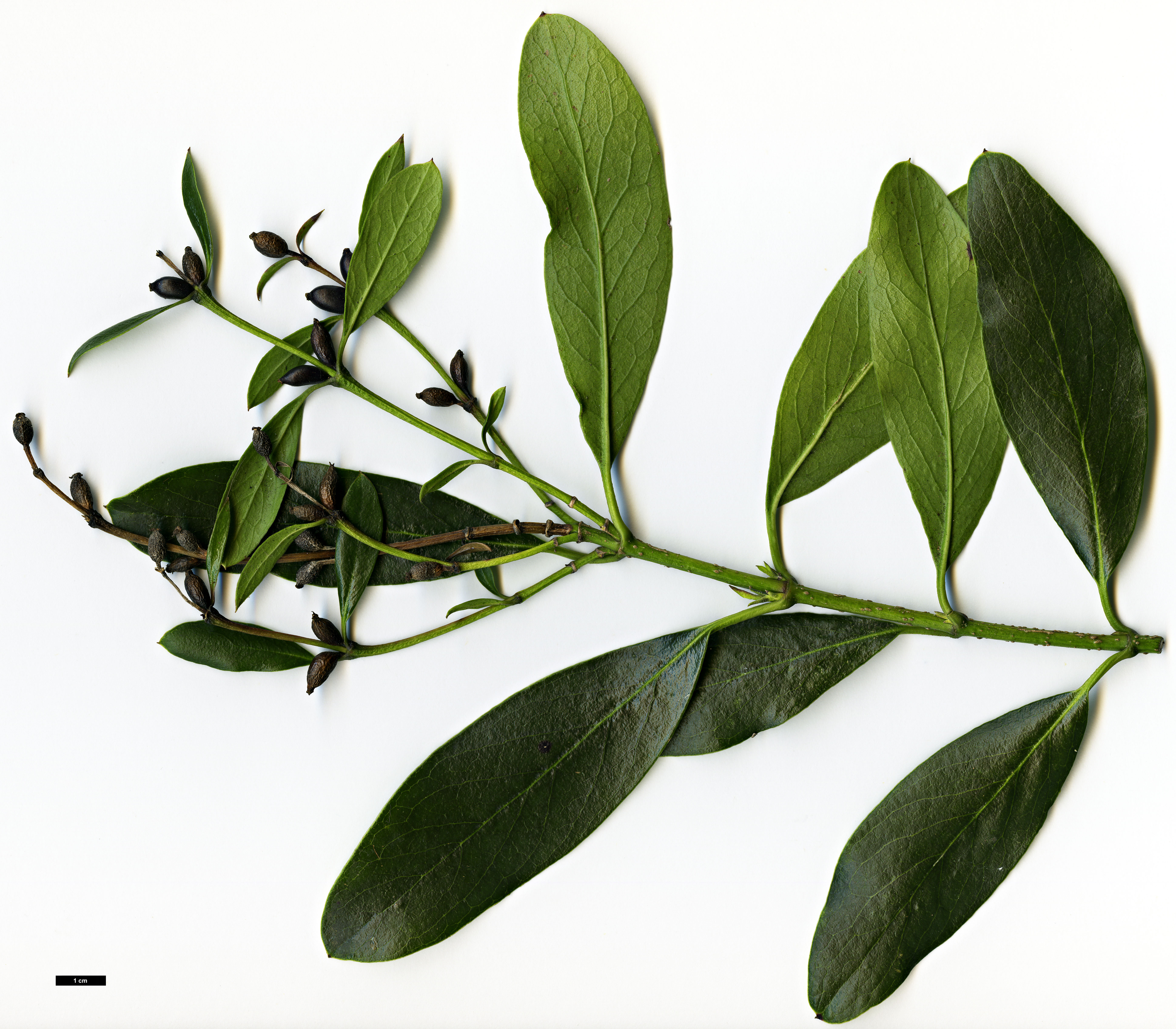 High resolution image: Family: Garryaceae - Genus: Garrya - Taxon: glaberrima