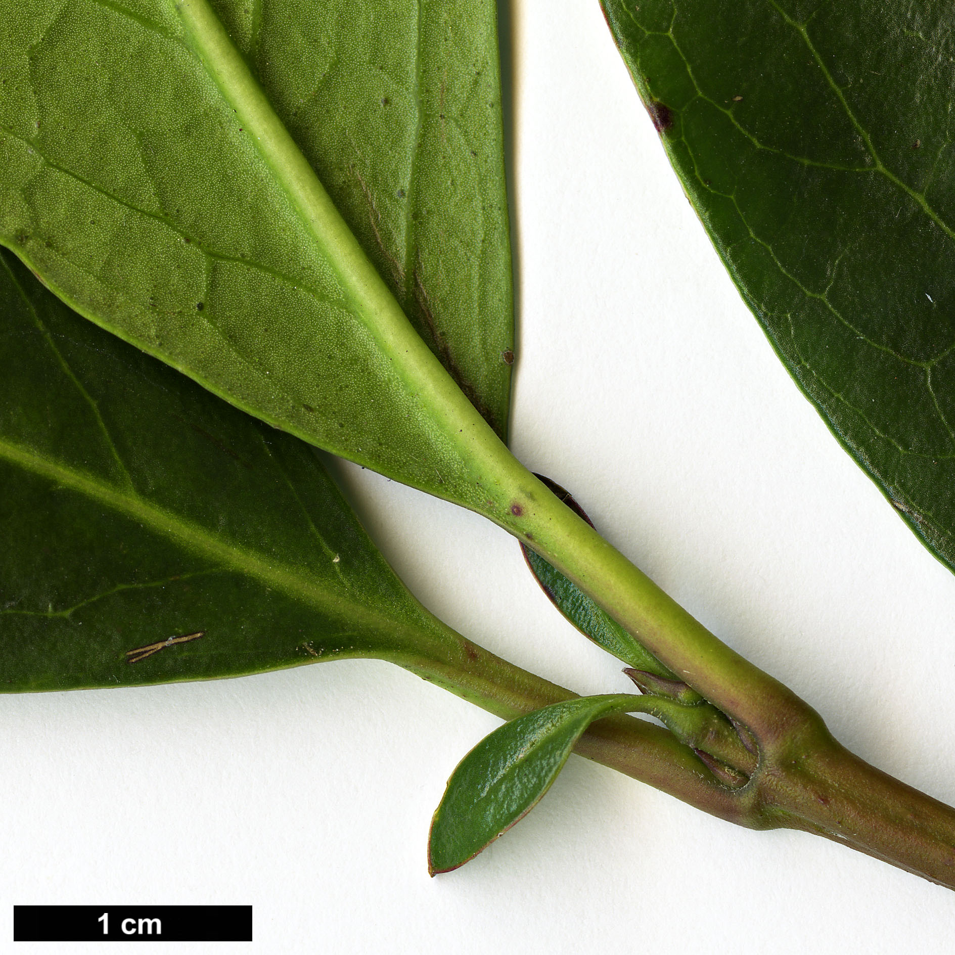 High resolution image: Family: Garryaceae - Genus: Garrya - Taxon: glaberrima
