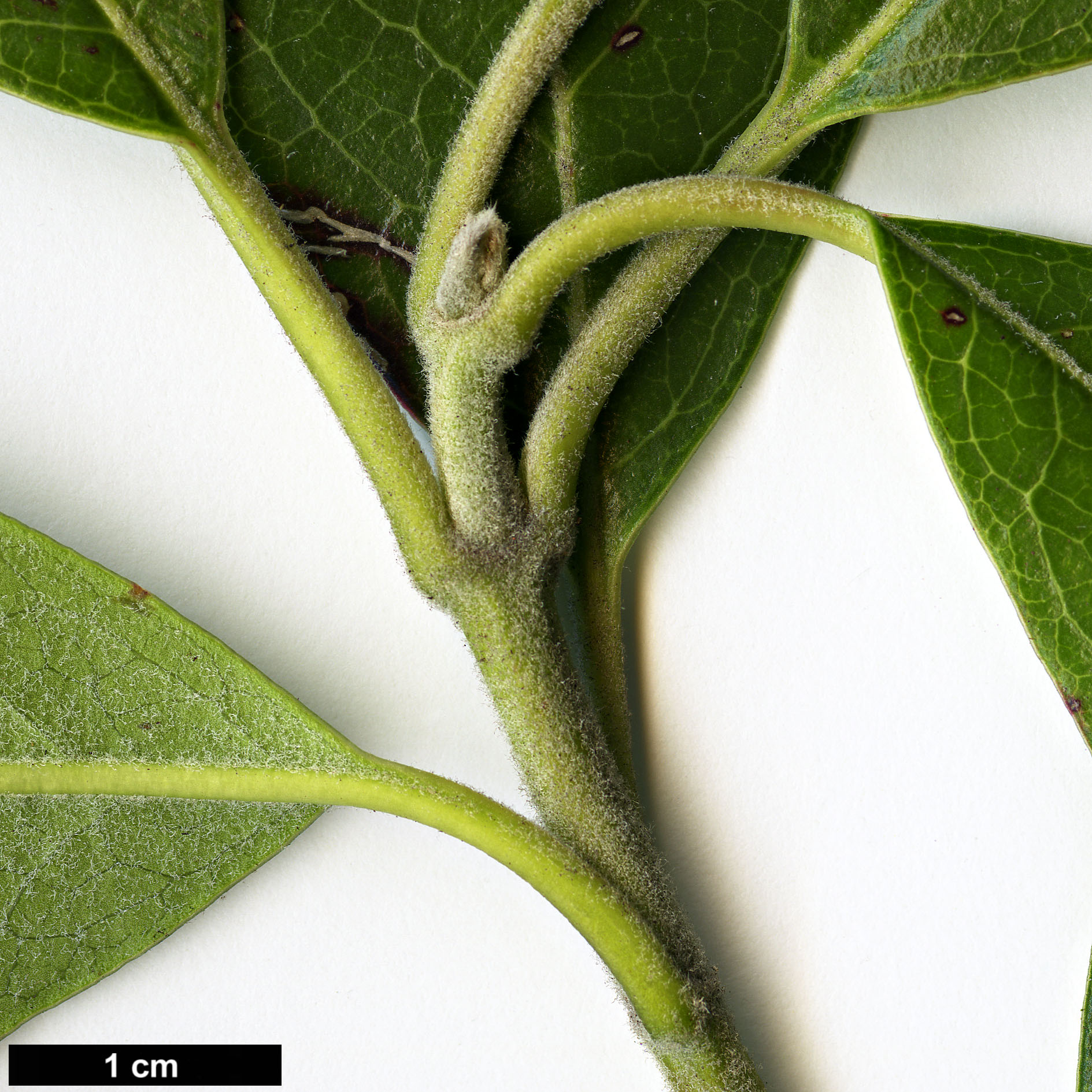 High resolution image: Family: Garryaceae - Genus: Garrya - Taxon: laurifolia