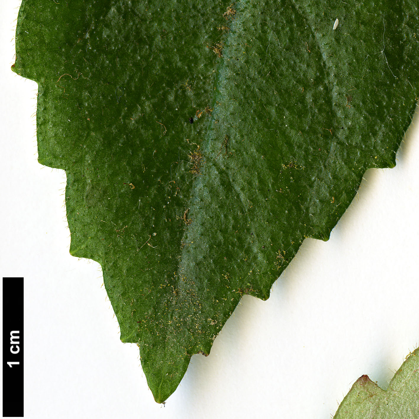 High resolution image: Family: Gesneriaceae - Genus: Fieldia - Taxon: australis