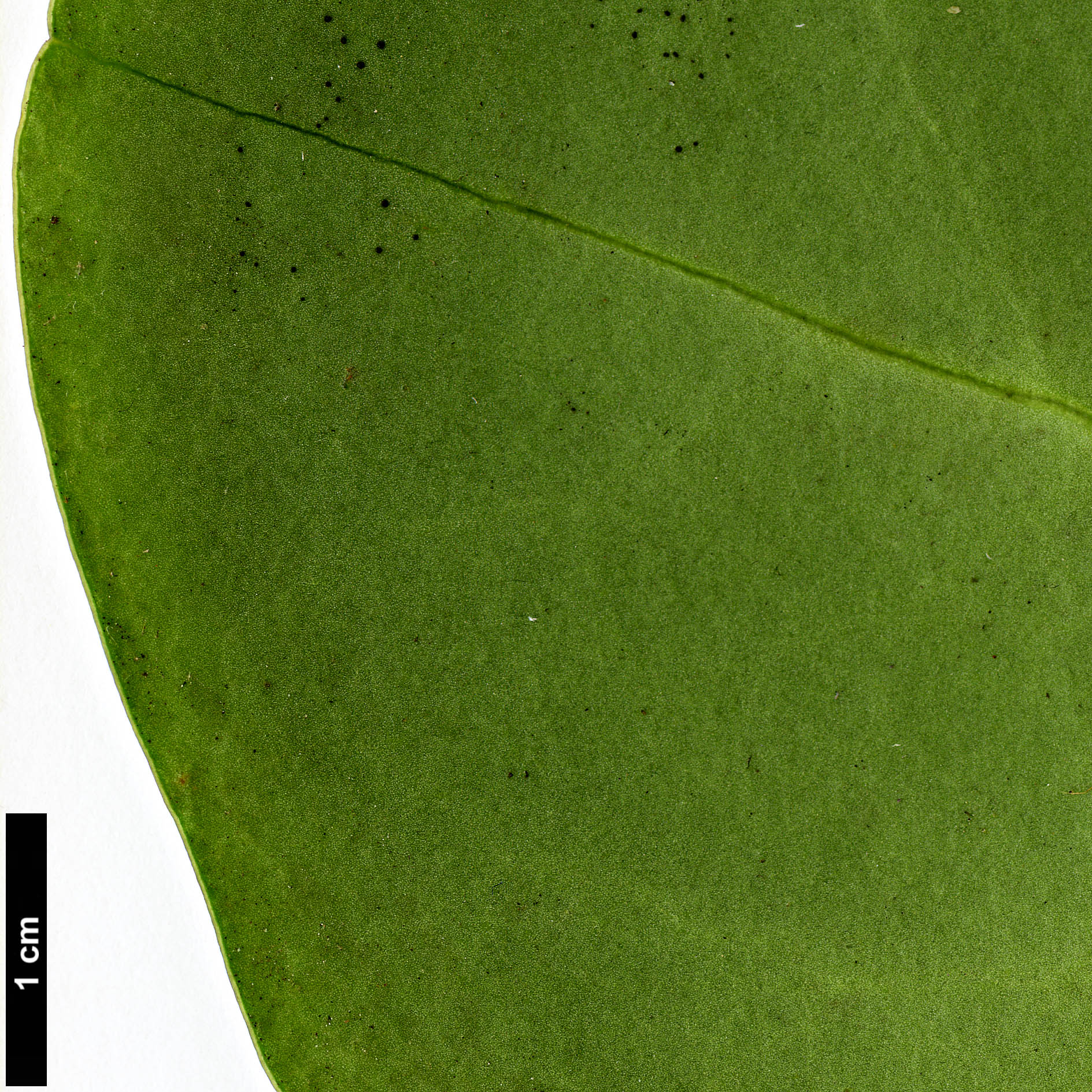 High resolution image: Family: Griseliniaceae - Genus: Griselinia - Taxon: littoralis