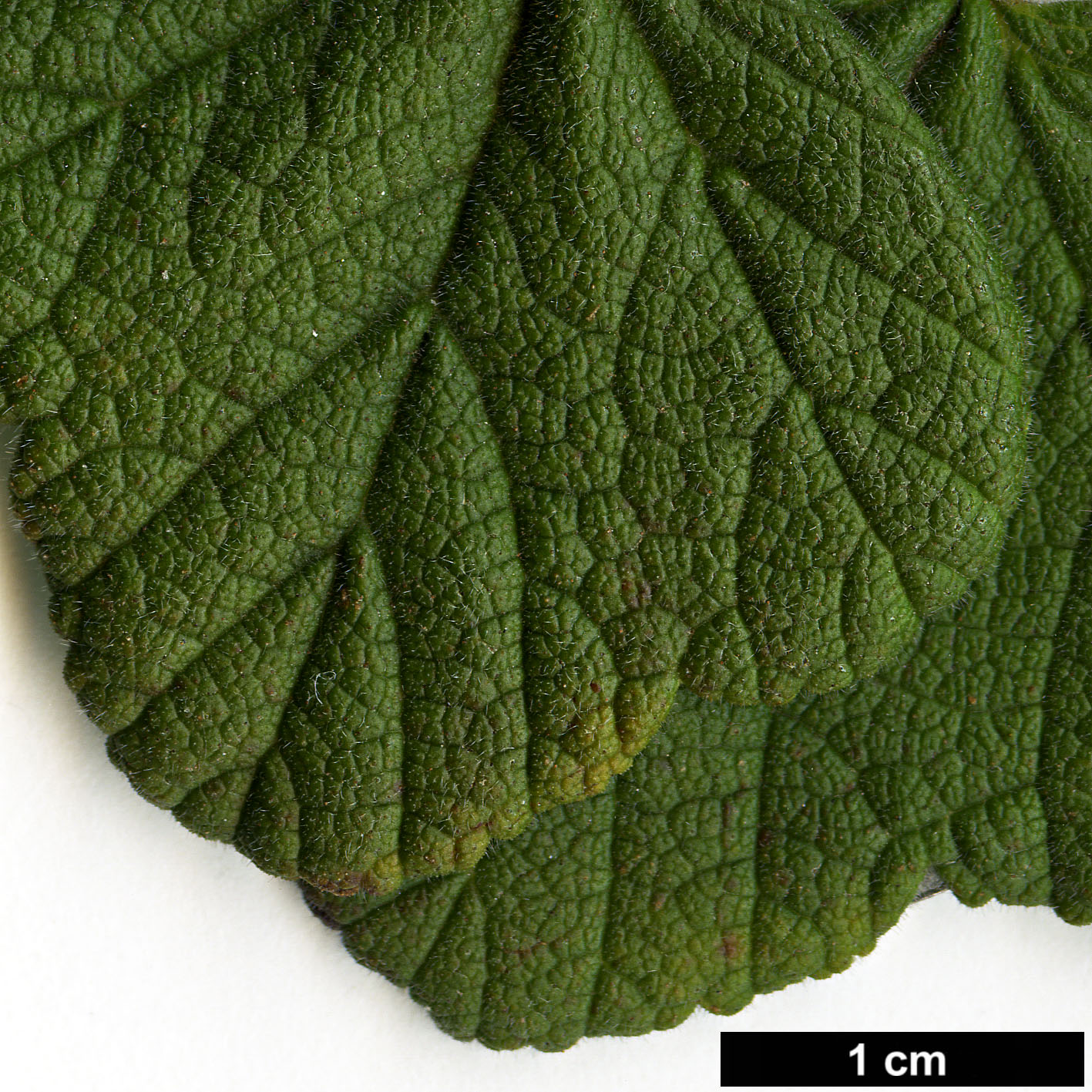 High resolution image: Family: Grossulariaceae - Genus: Ribes - Taxon: gayanum