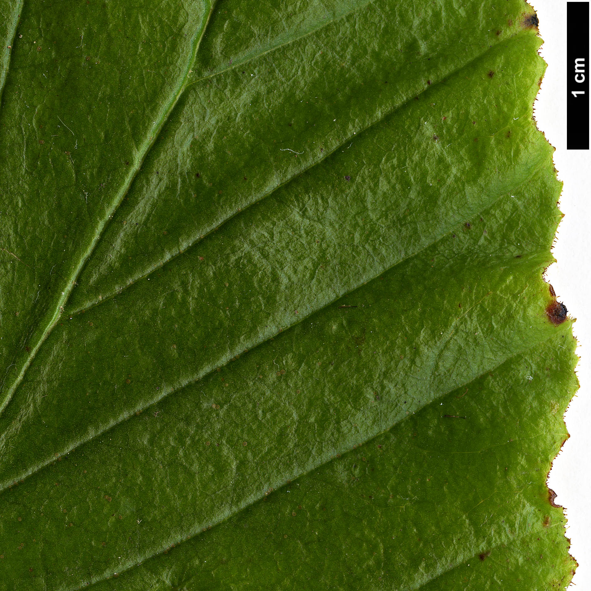 High resolution image: Family: Grossulariaceae - Genus: Ribes - Taxon: henryi