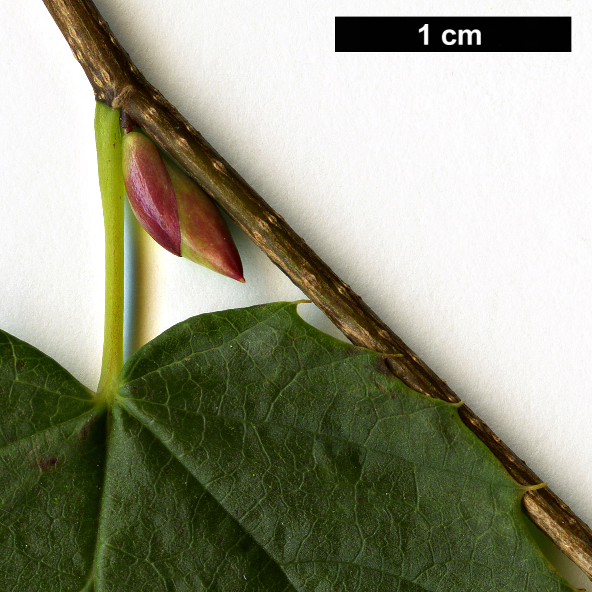 High resolution image: Family: Hamamelidaceae - Genus: Corylopsis - Taxon: pauciflora