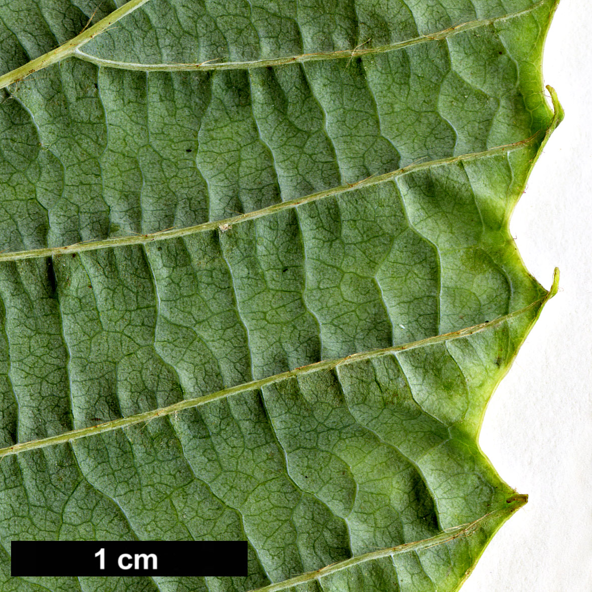 High resolution image: Family: Hamamelidaceae - Genus: Corylopsis - Taxon: willmottiae