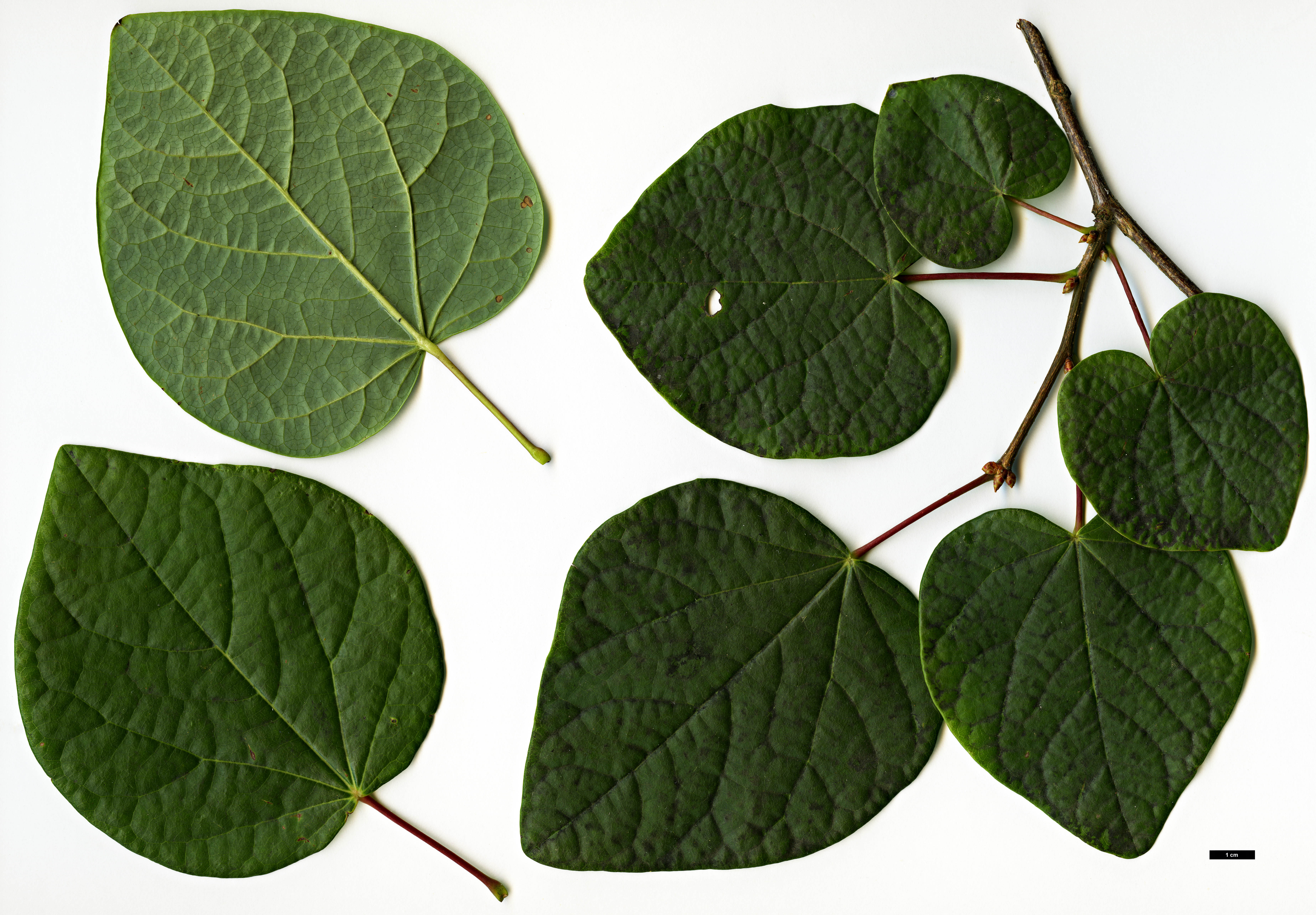 High resolution image: Family: Hamamelidaceae - Genus: Disanthus - Taxon: cercidifolius