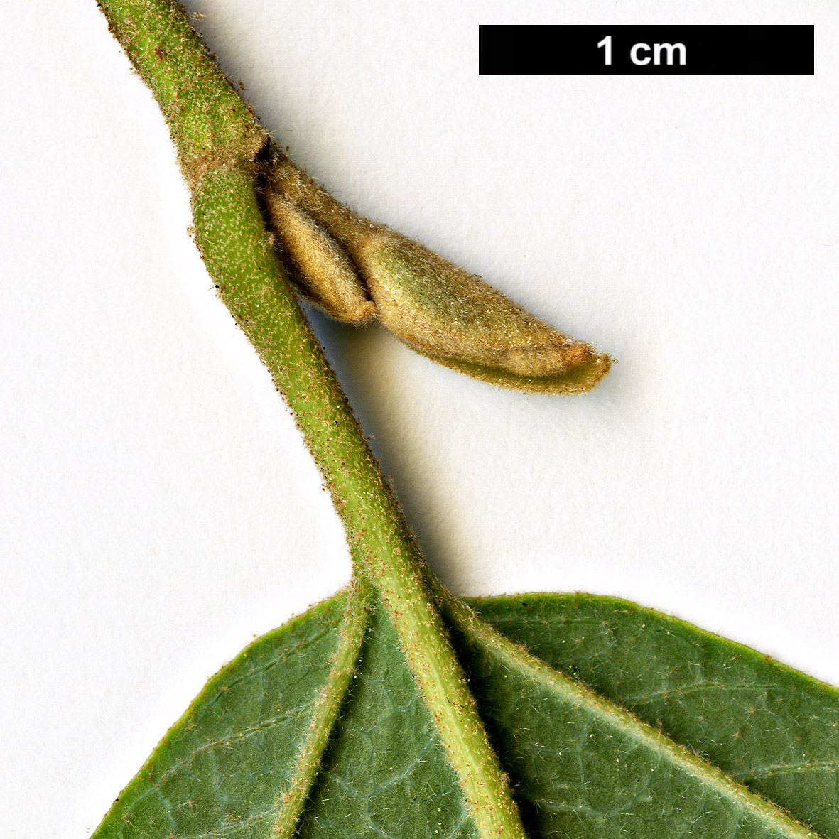 High resolution image: Family: Hamamelidaceae - Genus: Hamamelis - Taxon: vernalis