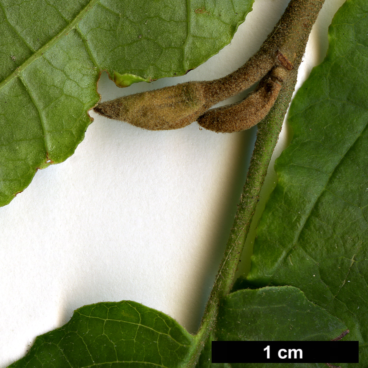 High resolution image: Family: Hamamelidaceae - Genus: Hamamelis - Taxon: virginiana