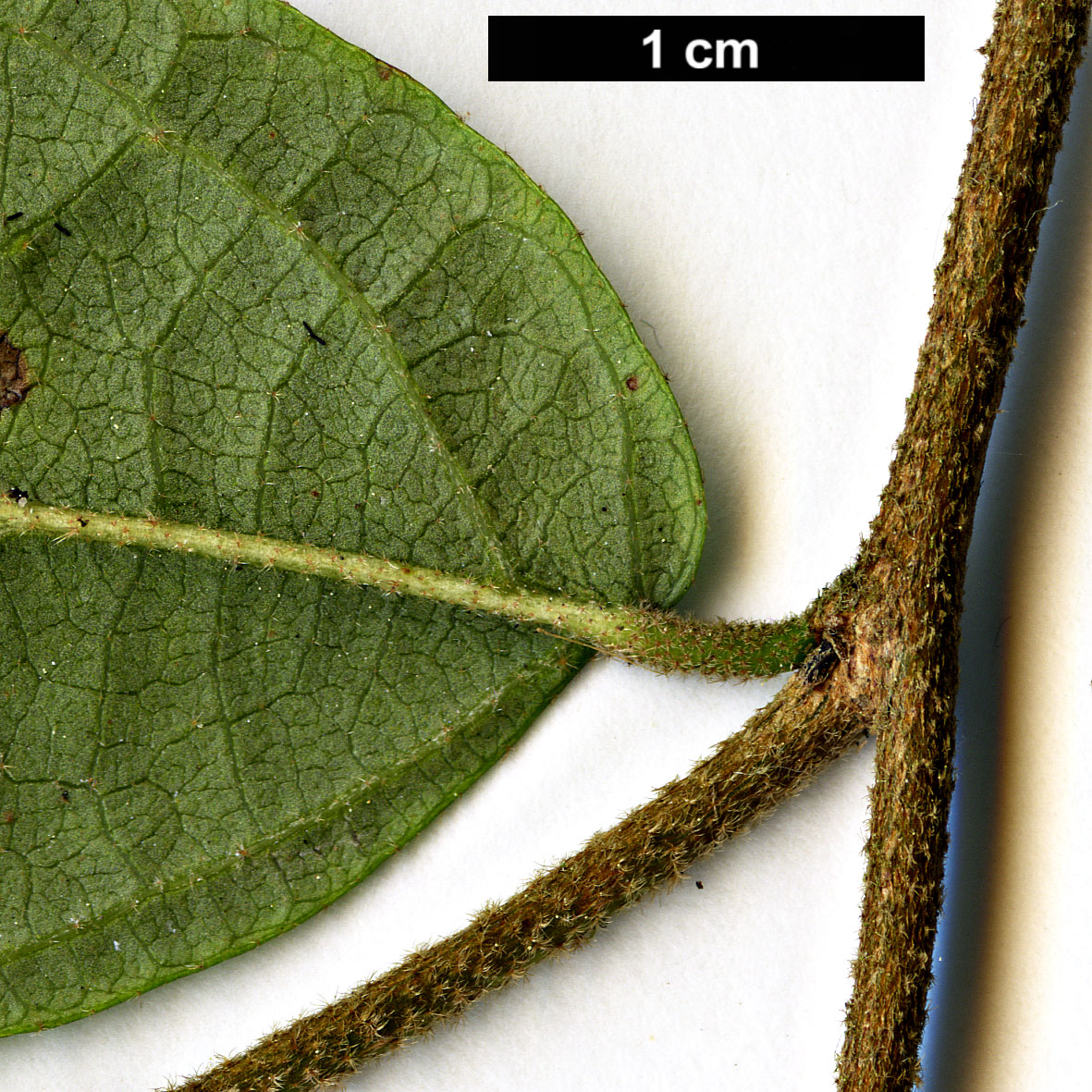 High resolution image: Family: Hamamelidaceae - Genus: Loropetalum - Taxon: chinense