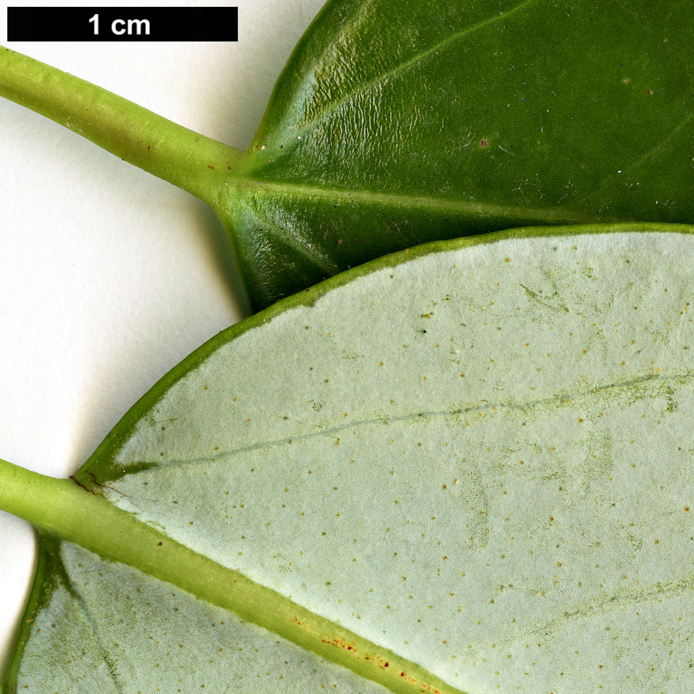 High resolution image: Family: Hamamelidaceae - Genus: Rhodoleia - Taxon: championii