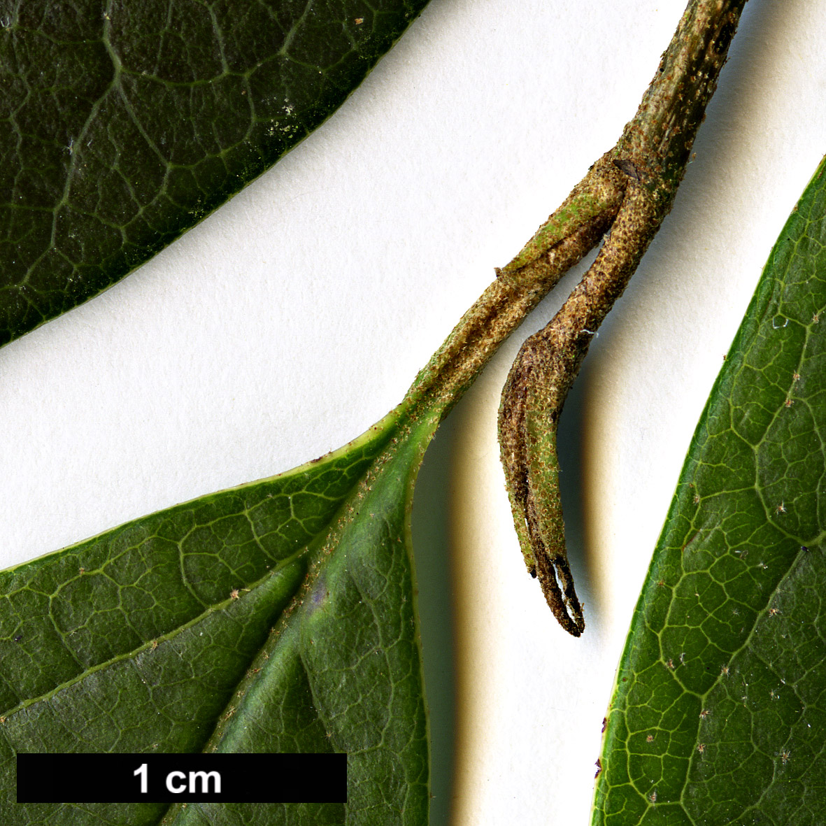 High resolution image: Family: Hamamelidaceae - Genus: Sycopsis - Taxon: sinensis