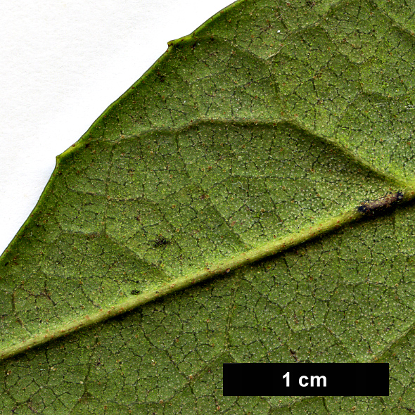 High resolution image: Family: Hamamelidaceae - Genus: Sycopsis - Taxon: sinensis