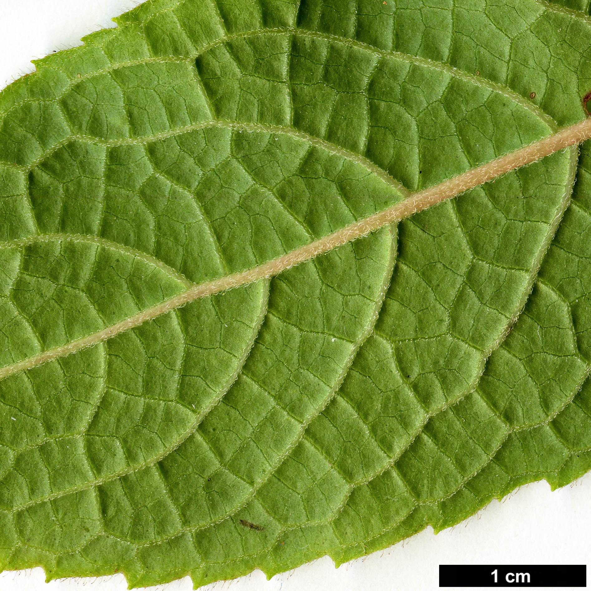 High resolution image: Family: Hydrangeaceae - Genus: Hydrangea - Taxon: davidii