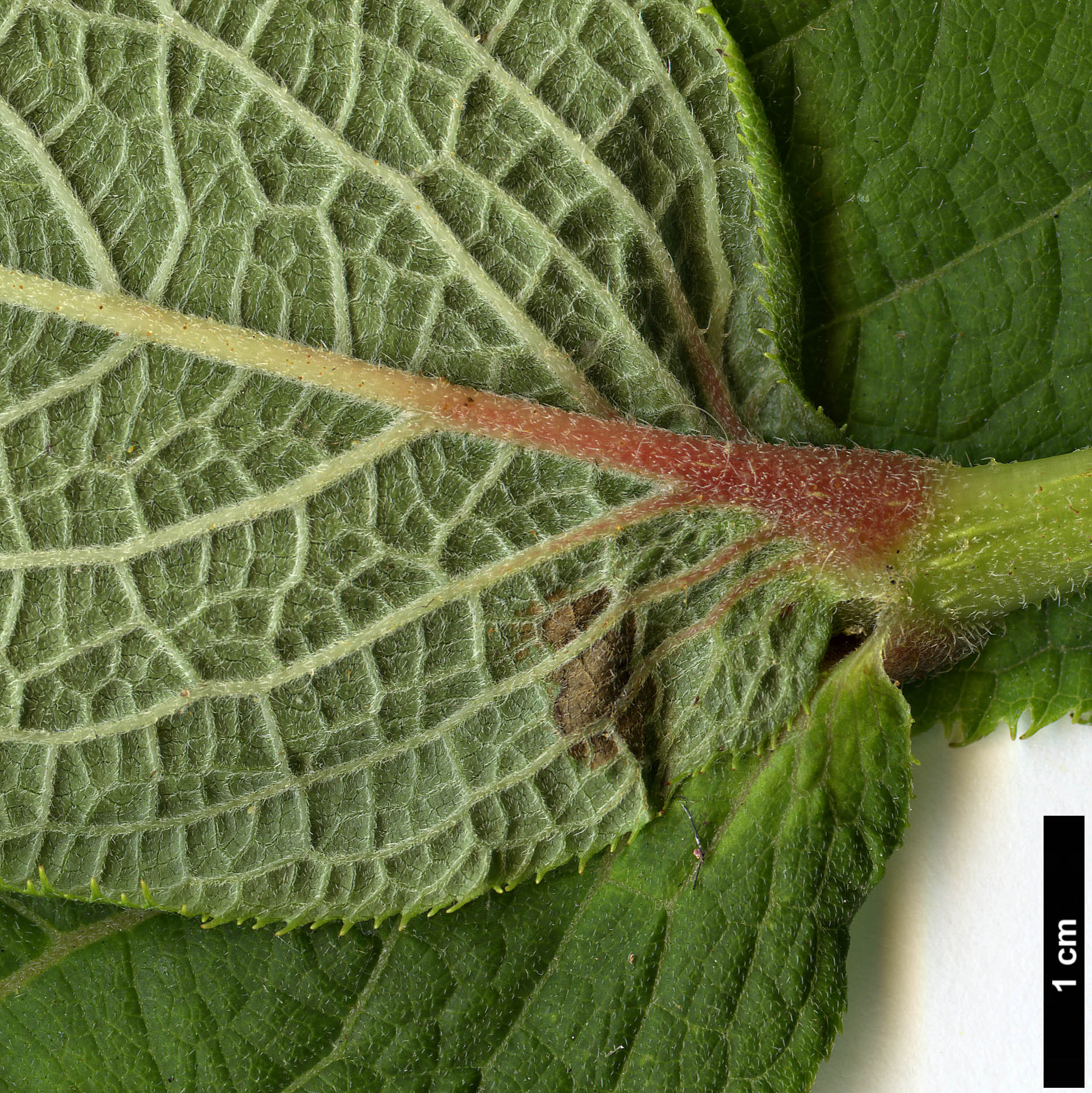 High resolution image: Family: Hydrangeaceae - Genus: Hydrangea - Taxon: involucrata