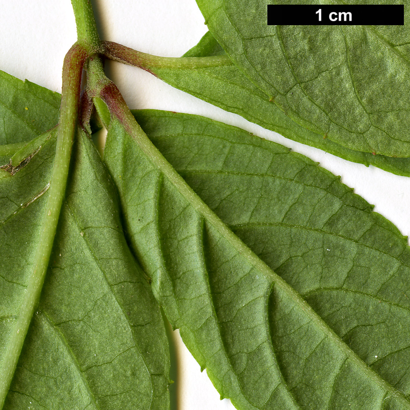 High resolution image: Family: Hydrangeaceae - Genus: Hydrangea - Taxon: serrata