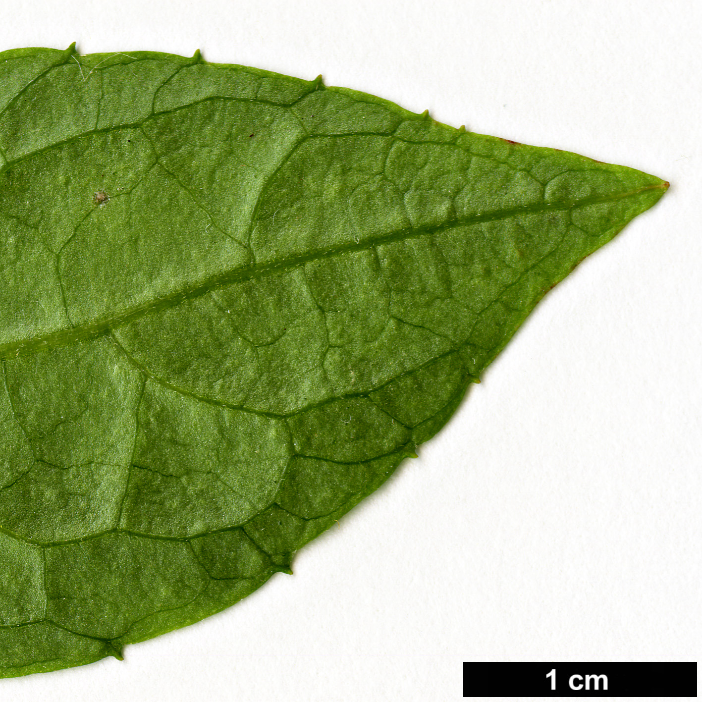 High resolution image: Family: Hydrangeaceae - Genus: Hydrangea - Taxon: serrata