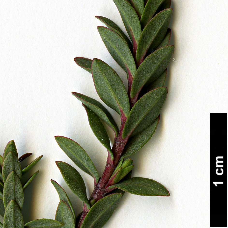 High resolution image: Family: Hypericaceae - Genus: Hypericum - Taxon: olympicum