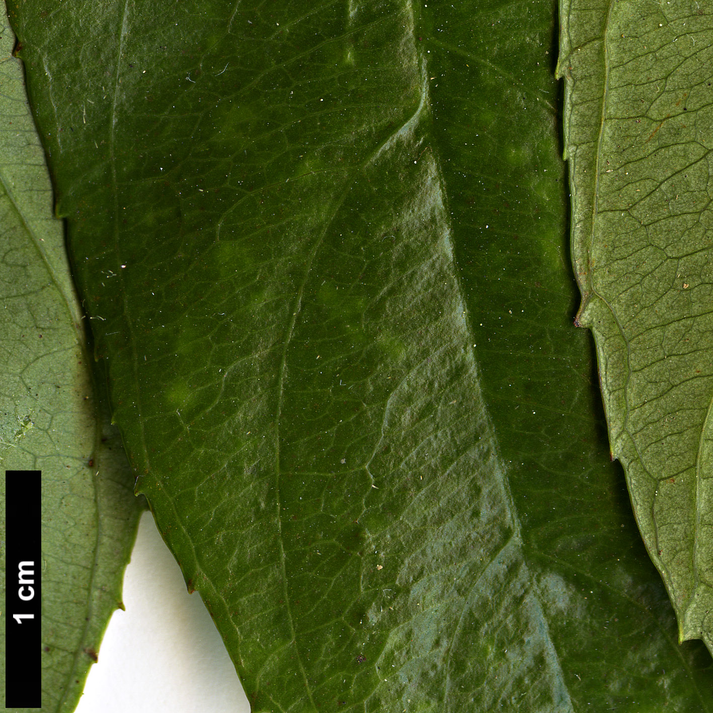 High resolution image: Family: Iteaceae - Genus: Itea - Taxon: chinensis