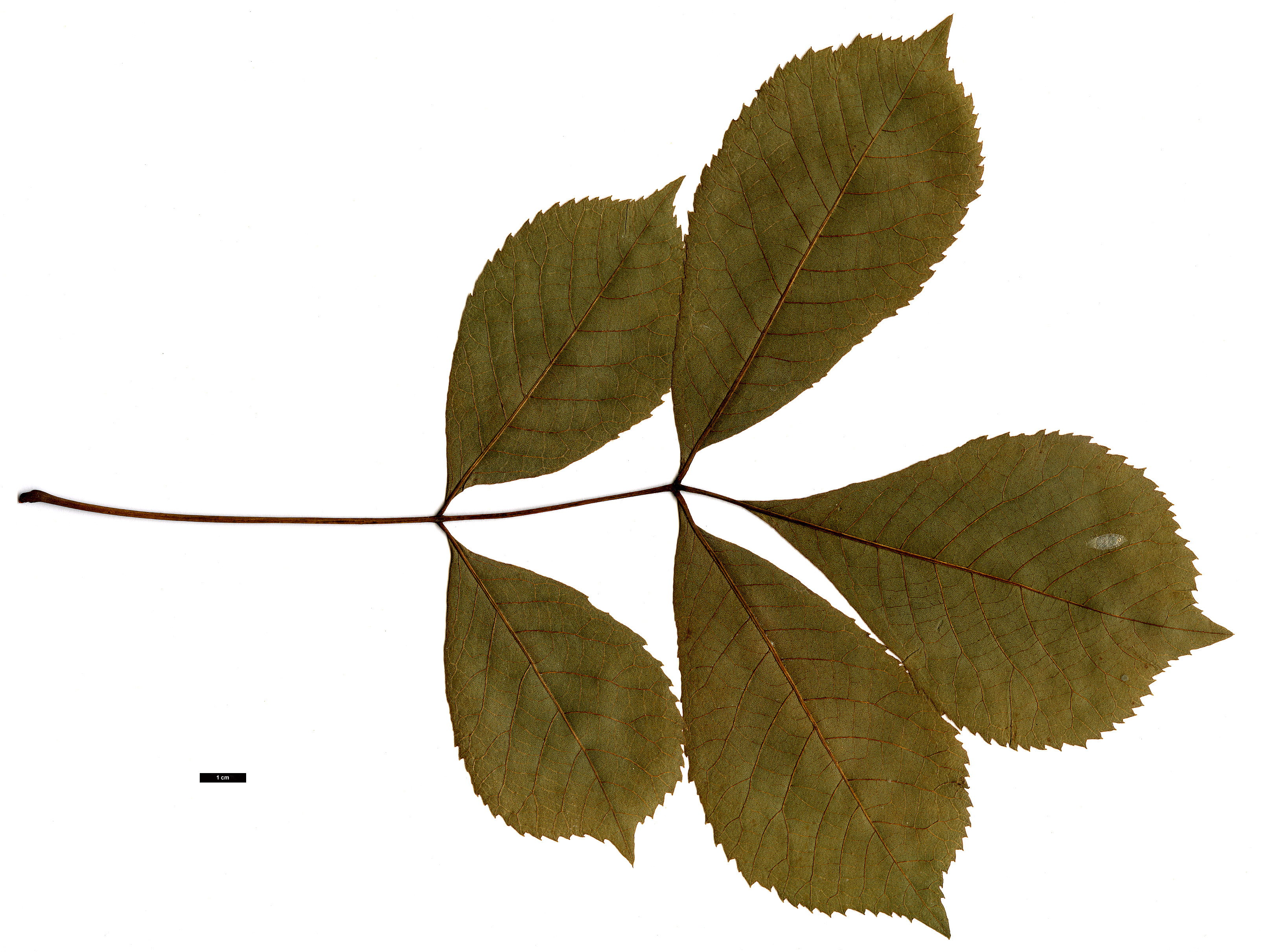 High resolution image: Family: Juglandaceae - Genus: Carya - Taxon: texana