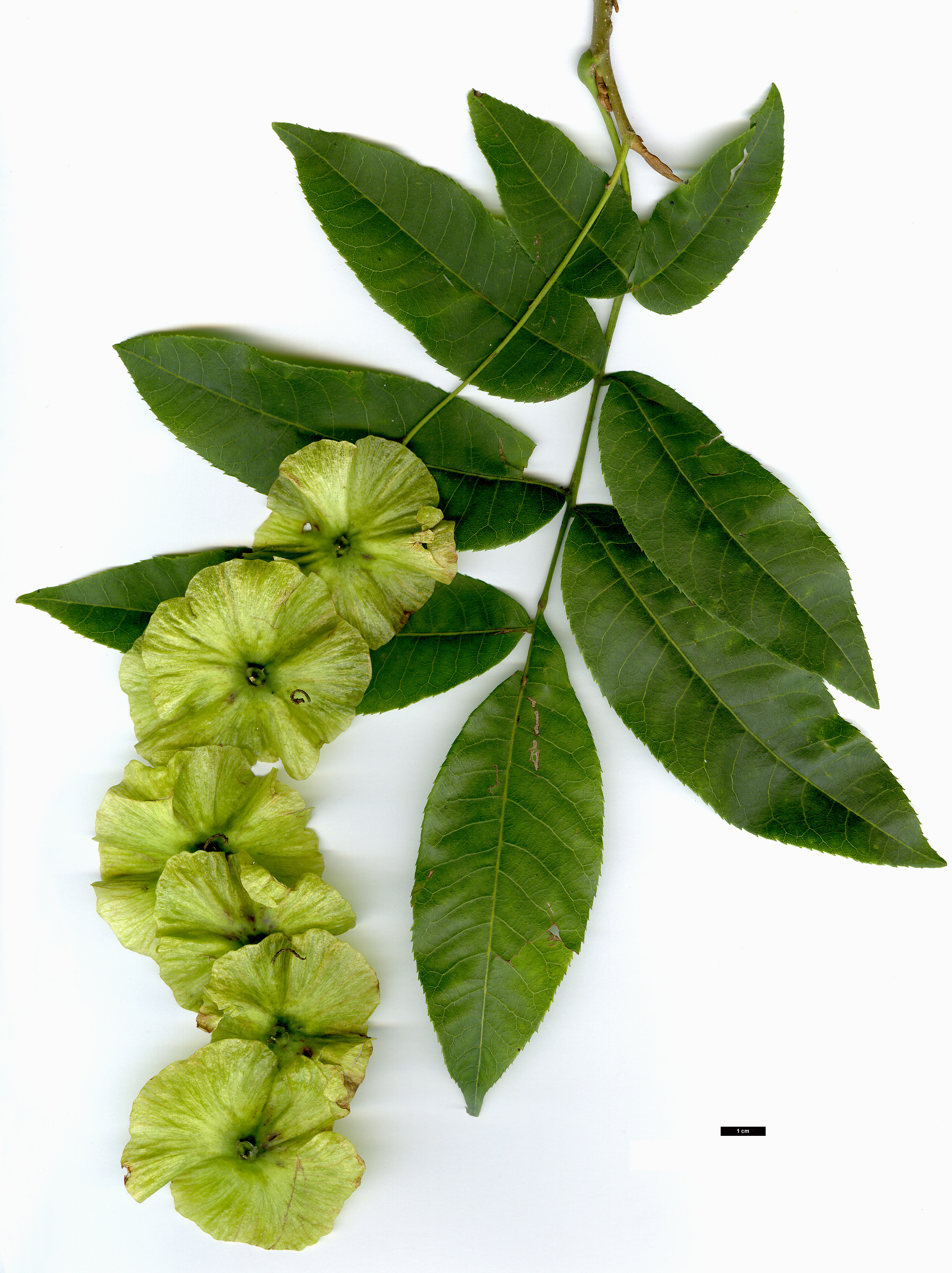 High resolution image: Family: Juglandaceae - Genus: Cyclocarya - Taxon: paliurus