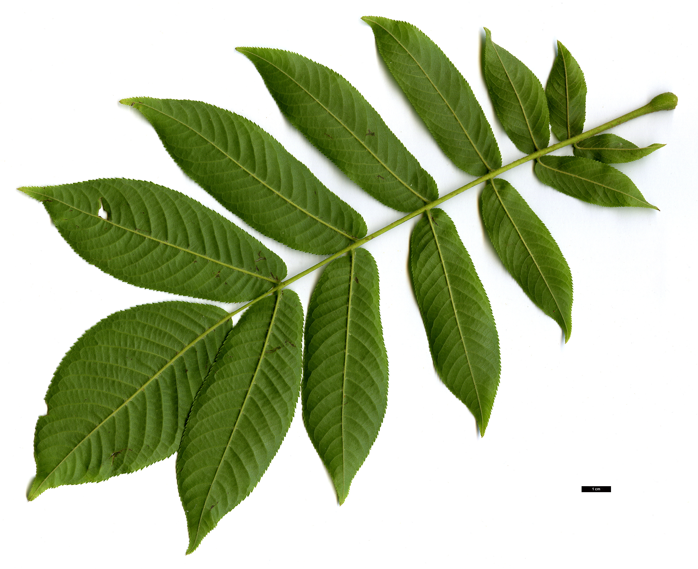 High resolution image: Family: Juglandaceae - Genus: Pterocarya - Taxon: rhoifolia