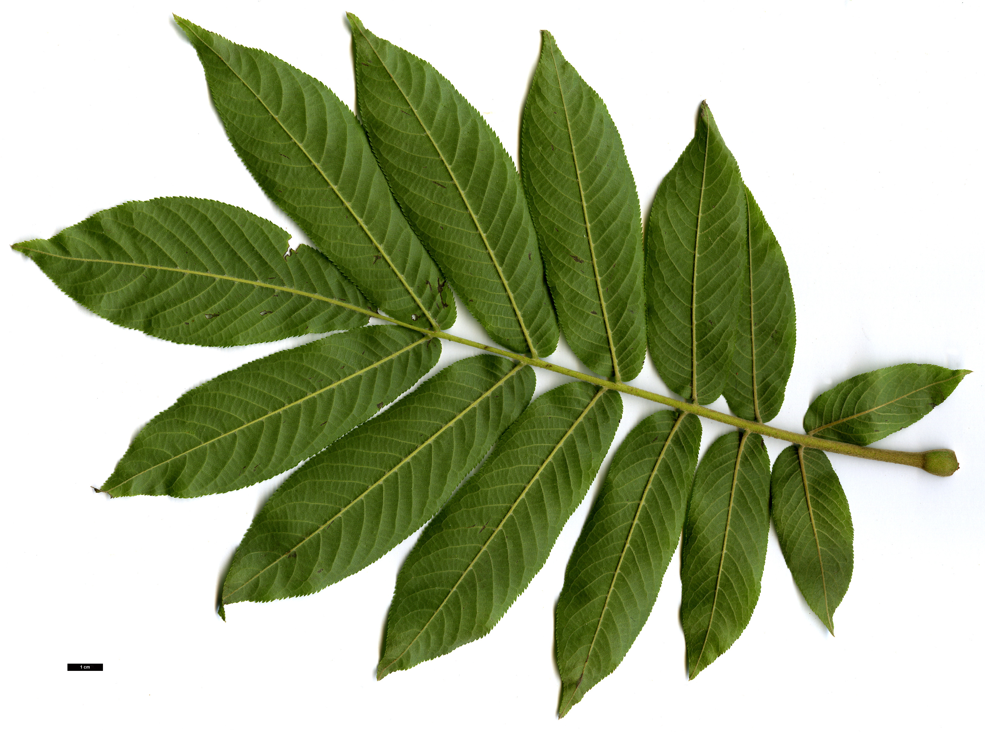 High resolution image: Family: Juglandaceae - Genus: Pterocarya - Taxon: rhoifolia