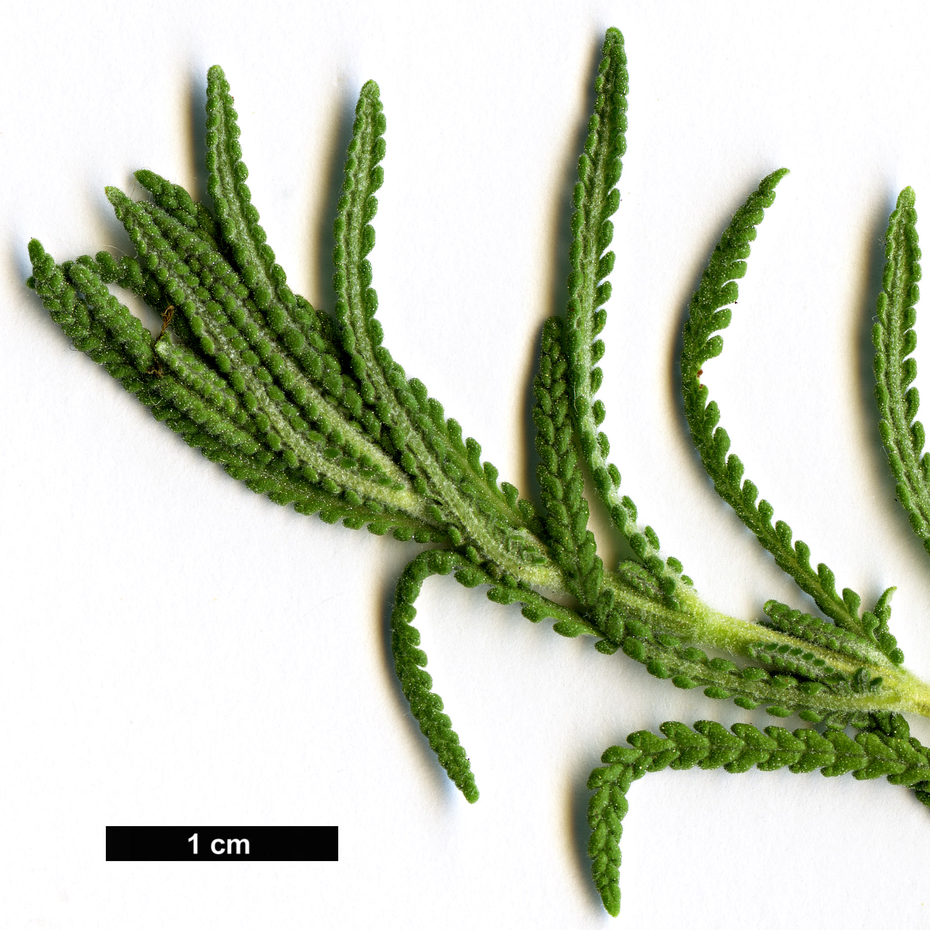 High resolution image: Family: Lamiaceae - Genus: Lavandula - Taxon: dentata