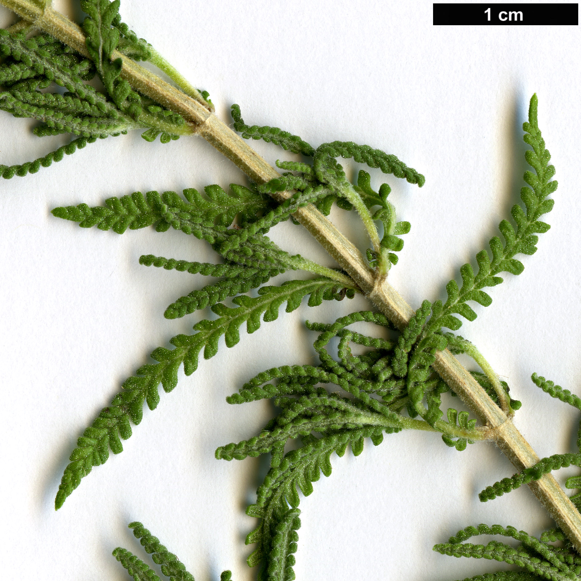 High resolution image: Family: Lamiaceae - Genus: Lavandula - Taxon: dentata