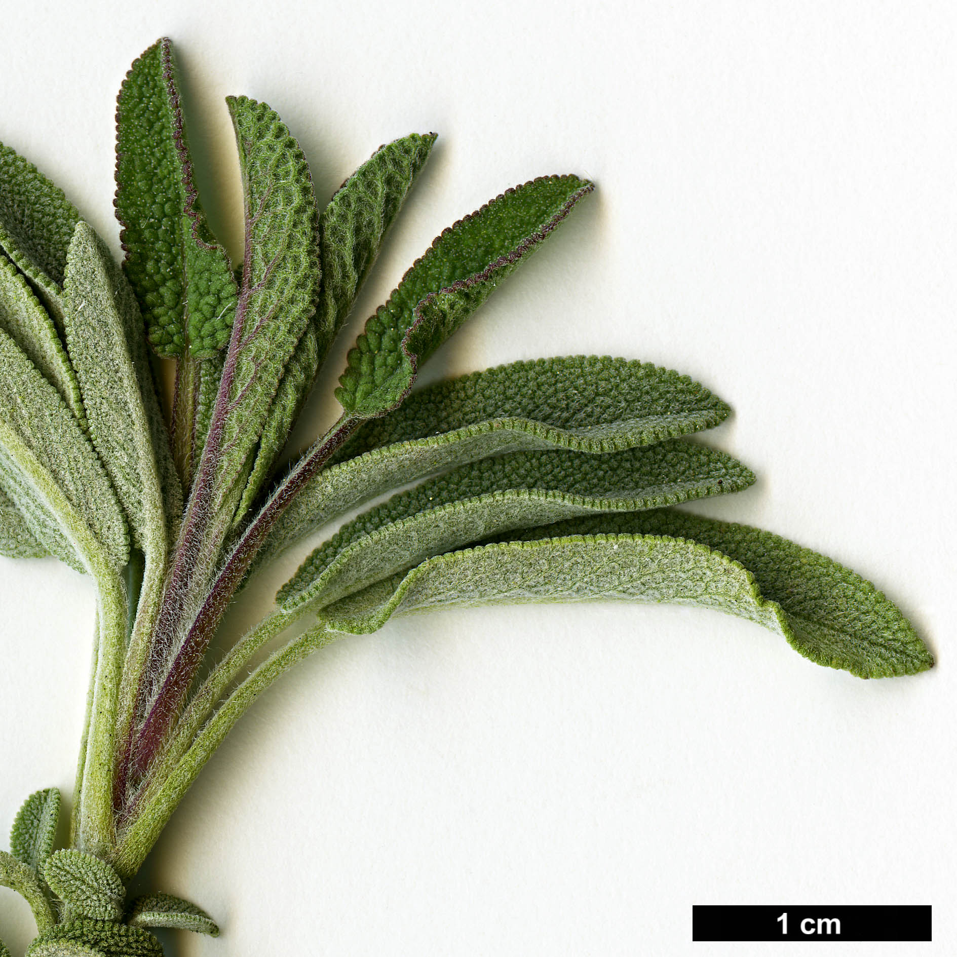 High resolution image: Family: Lamiaceae - Genus: Salvia - Taxon: lavandulifolia