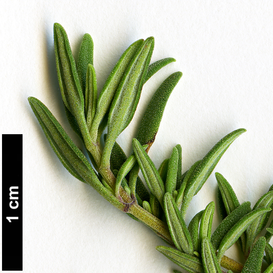 High resolution image: Family: Lamiaceae - Genus: Thymus - Taxon: membranaceus