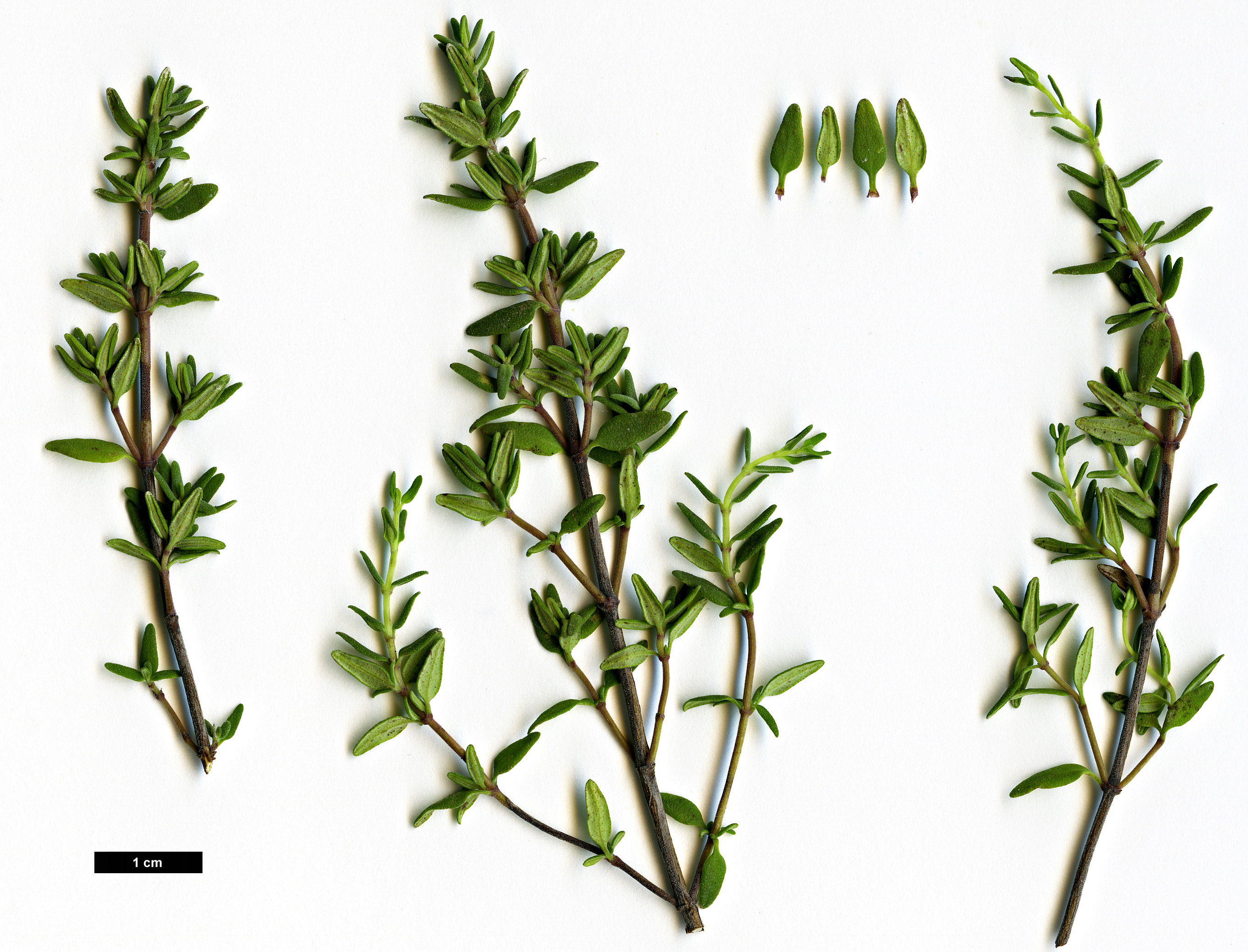 High resolution image: Family: Lamiaceae - Genus: Thymus - Taxon: pulegioides