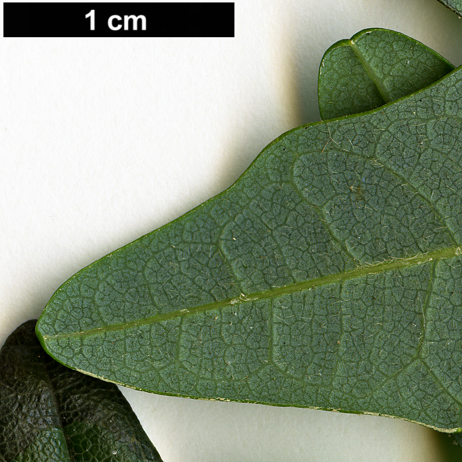 High resolution image: Family: Lardizabalaceae - Genus: Boquila - Taxon: trifoliolata