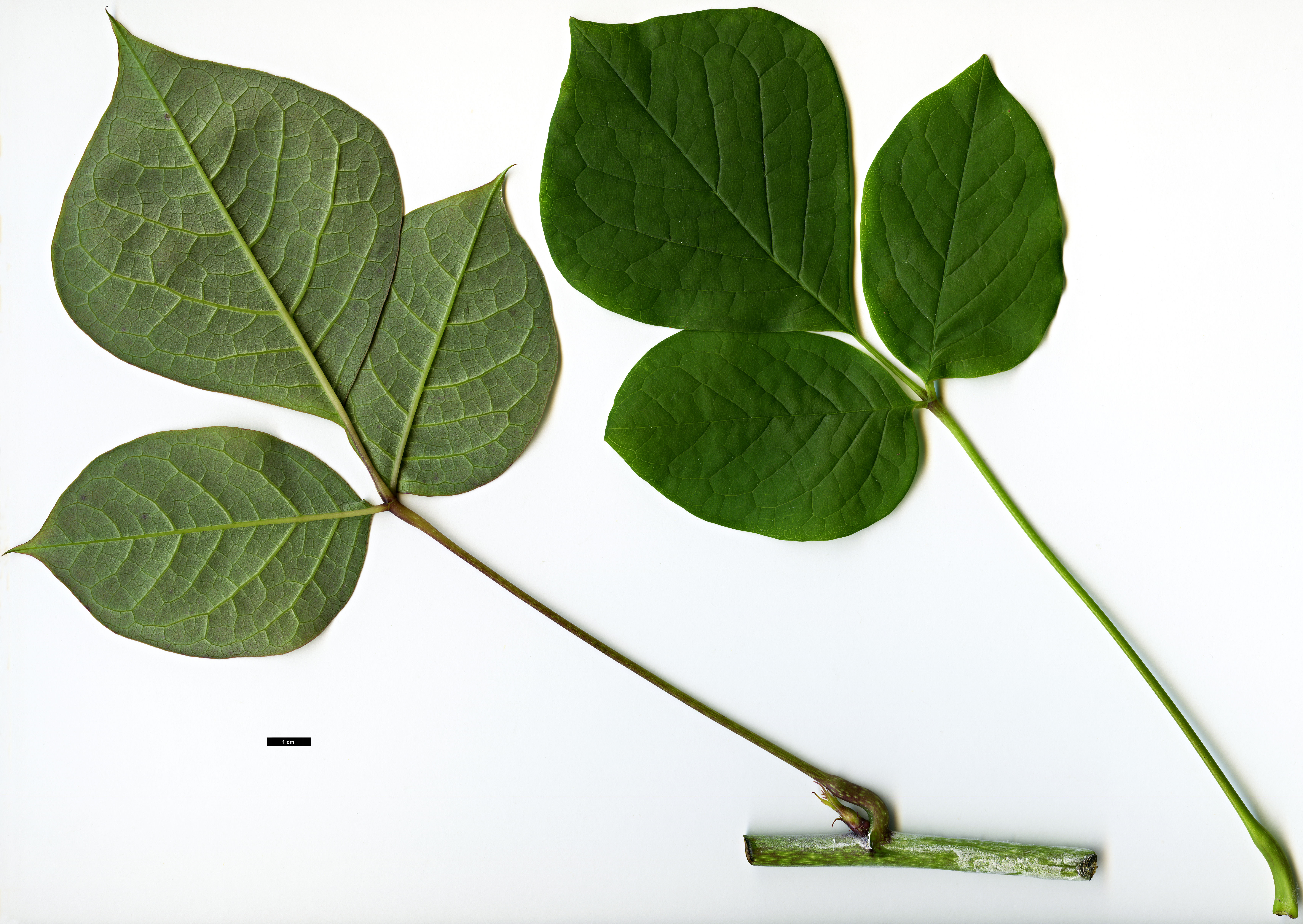 High resolution image: Family: Lardizabalaceae - Genus: Sinofranchetia - Taxon: chinensis