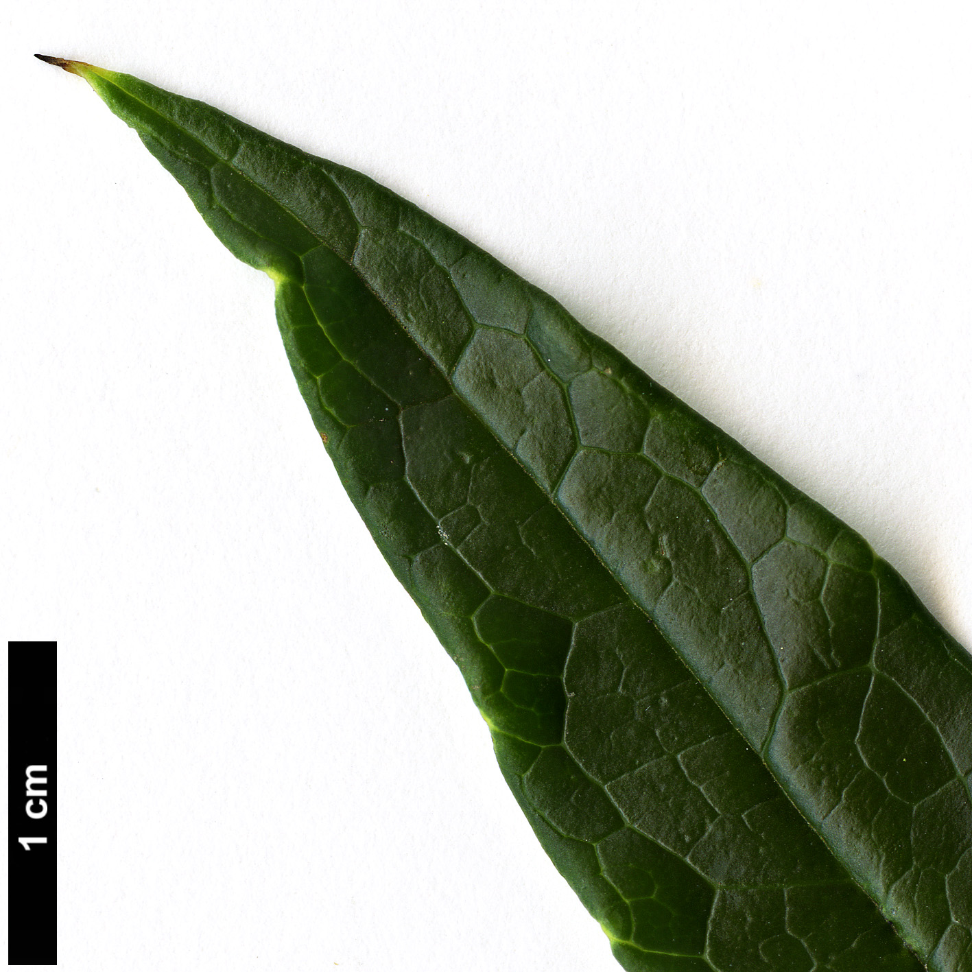 High resolution image: Family: Lardizabalaceae - Genus: Stauntonia - Taxon: linearifolia