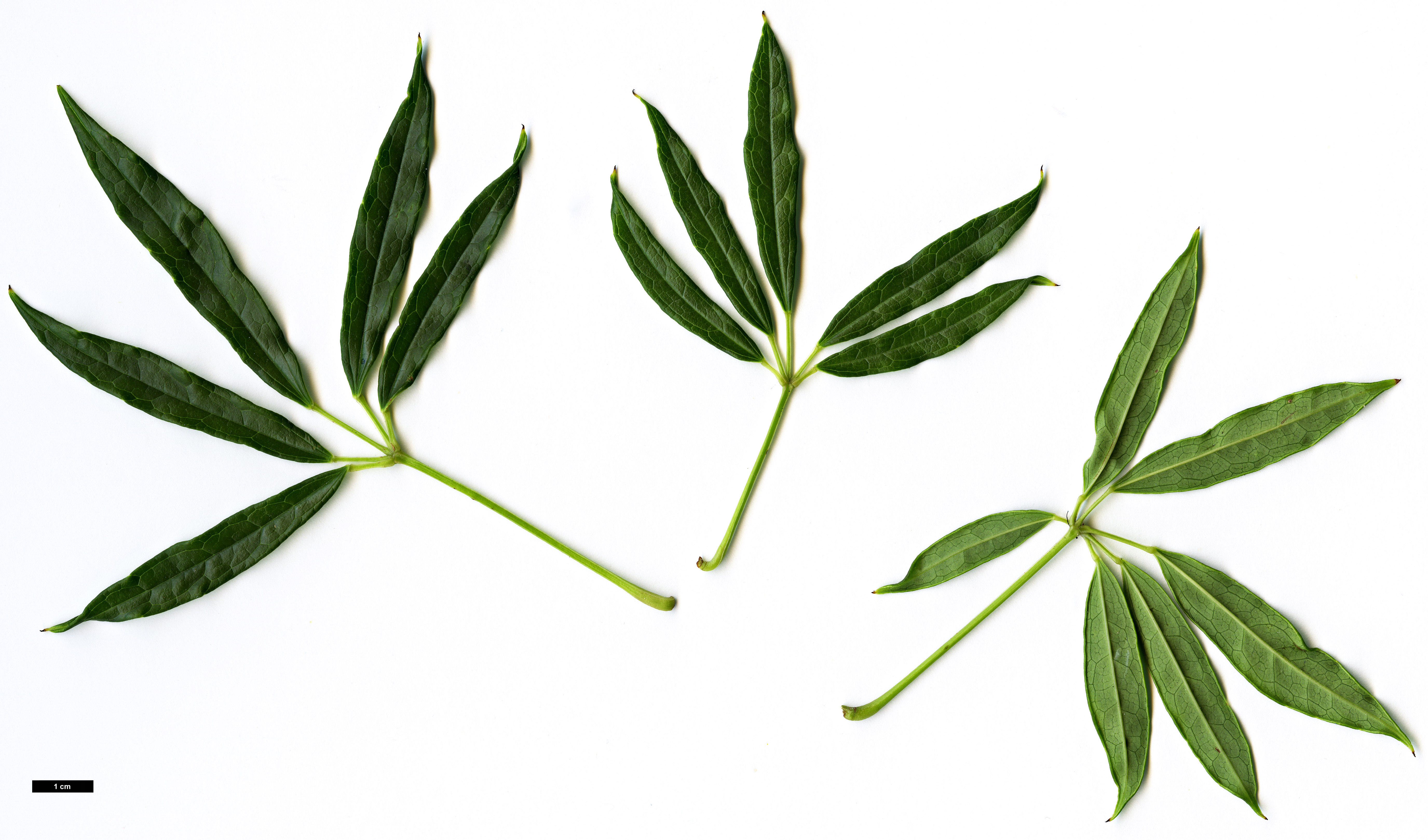 High resolution image: Family: Lardizabalaceae - Genus: Stauntonia - Taxon: linearifolia