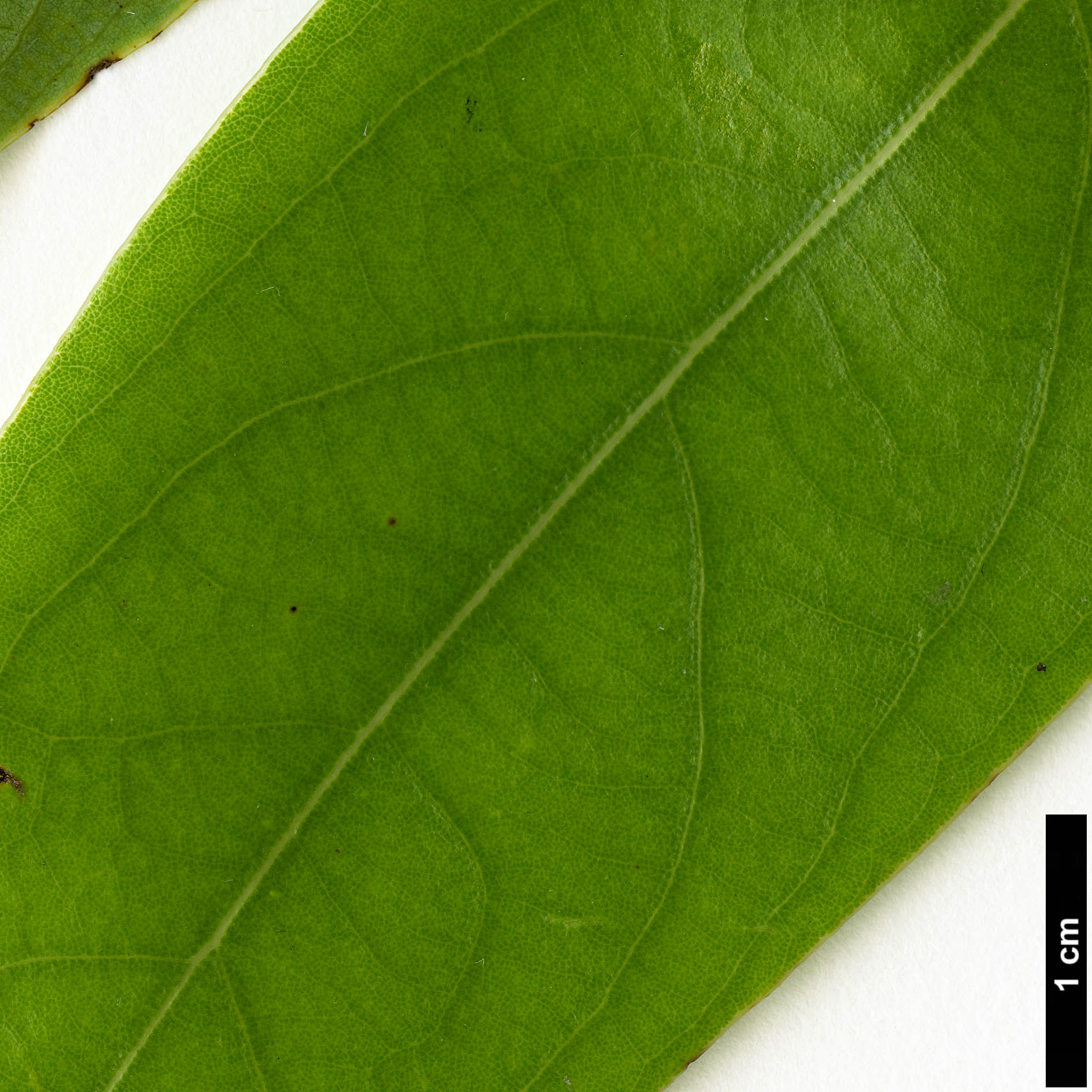 High resolution image: Family: Lauraceae - Genus: Actinodaphne - Taxon: omeiensis