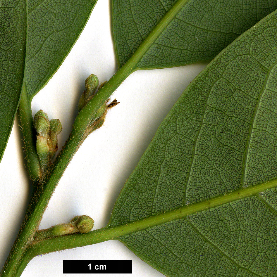 High resolution image: Family: Lauraceae - Genus: Laurus - Taxon: azorica